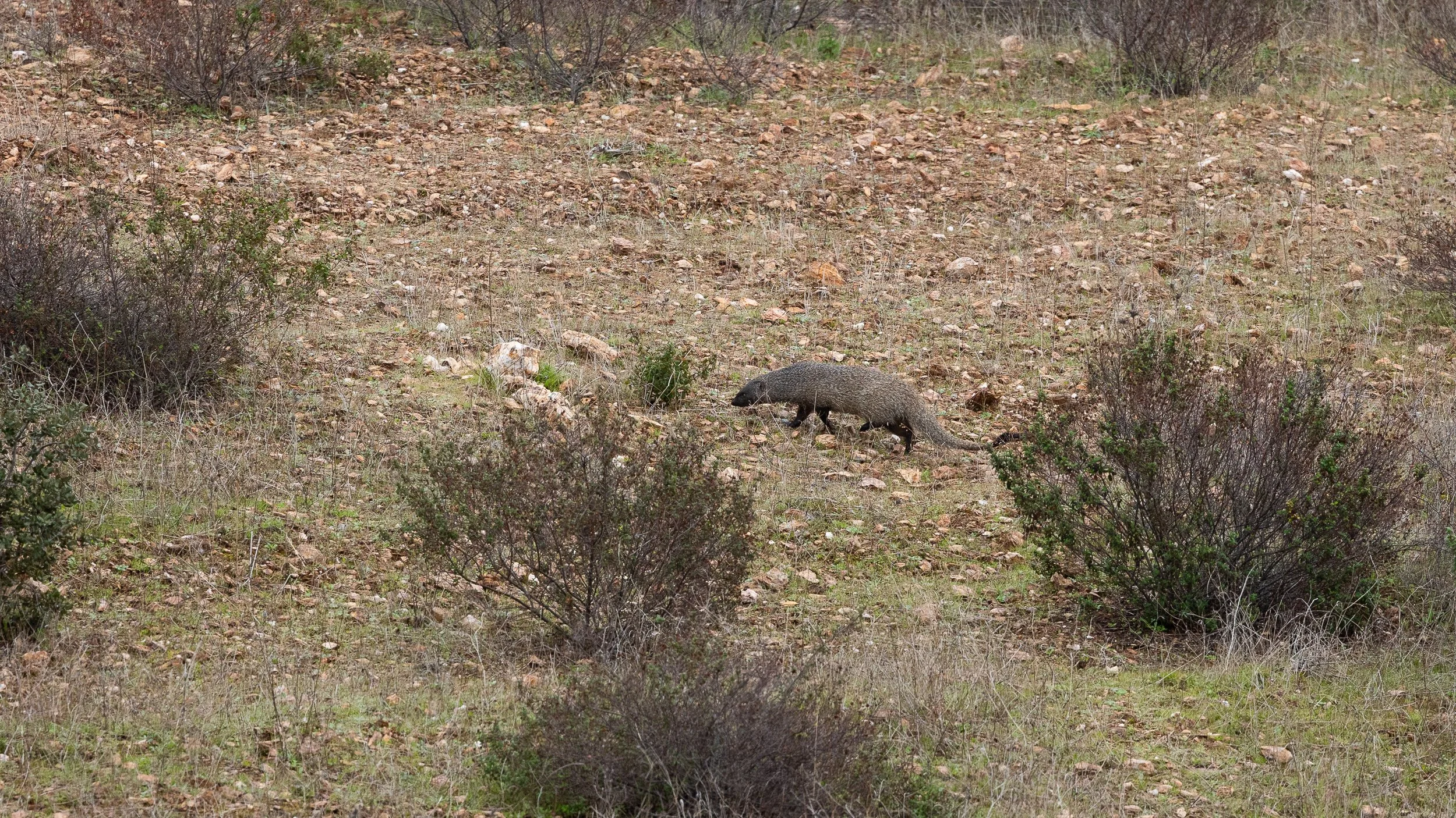 Egyptian Mongoose