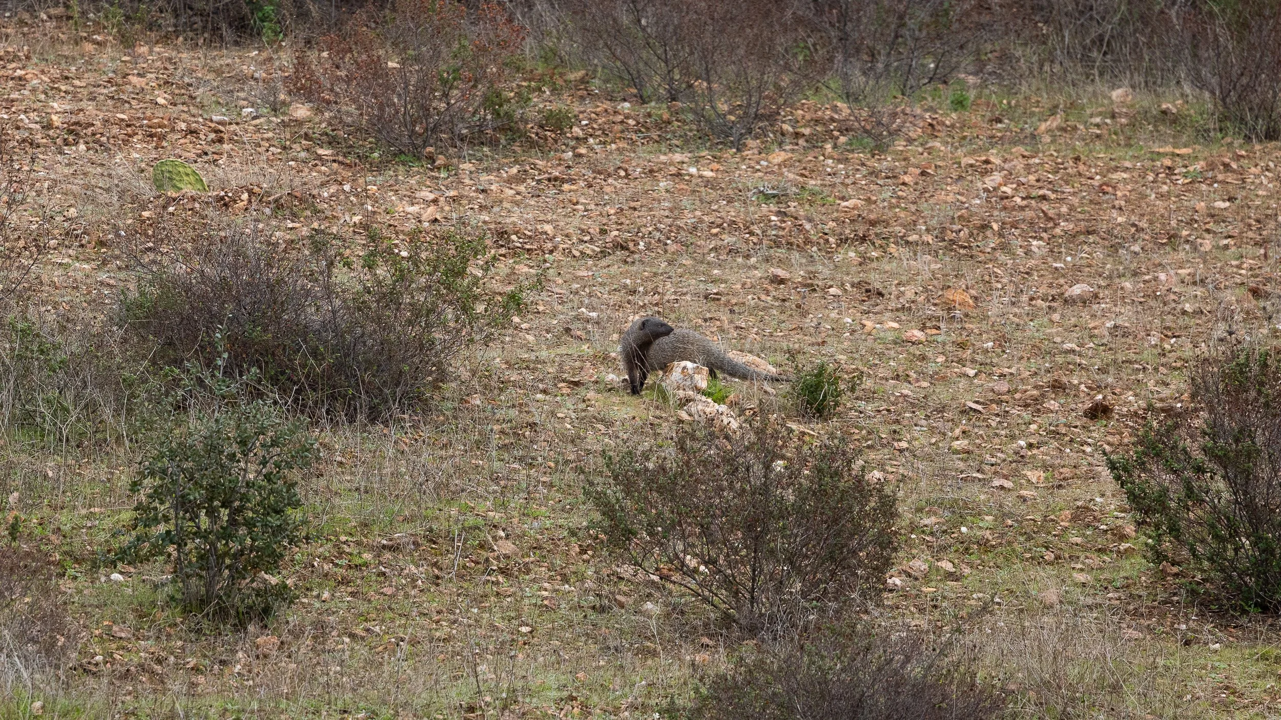 Egyptian Mongoose
