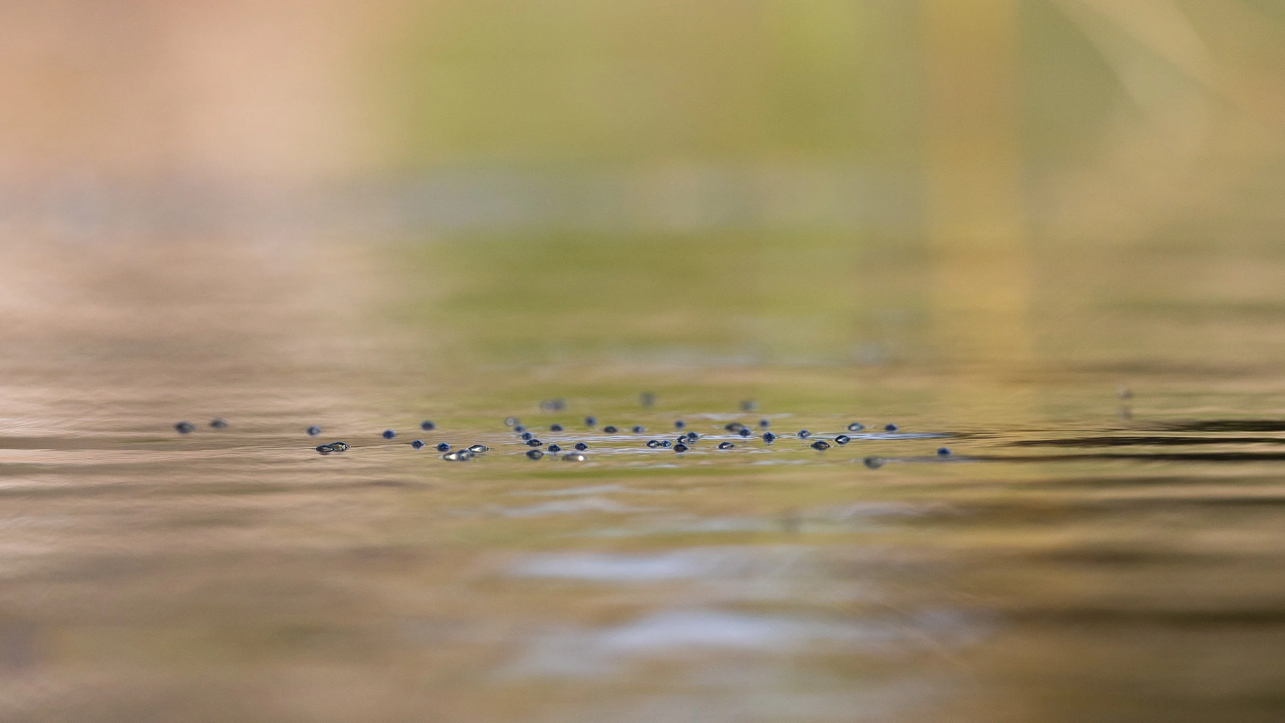 Whirligig Beetle