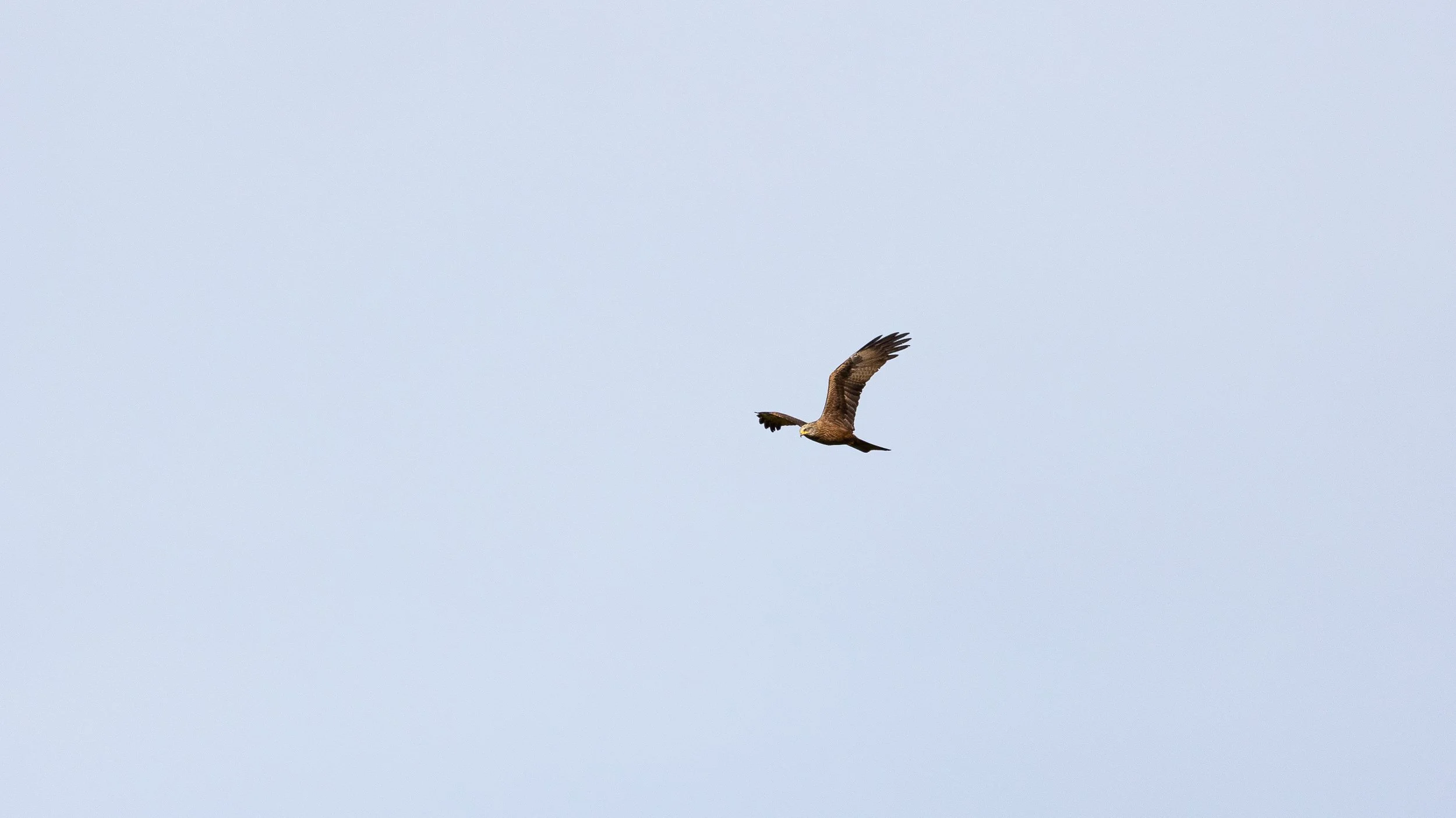 Black Kite