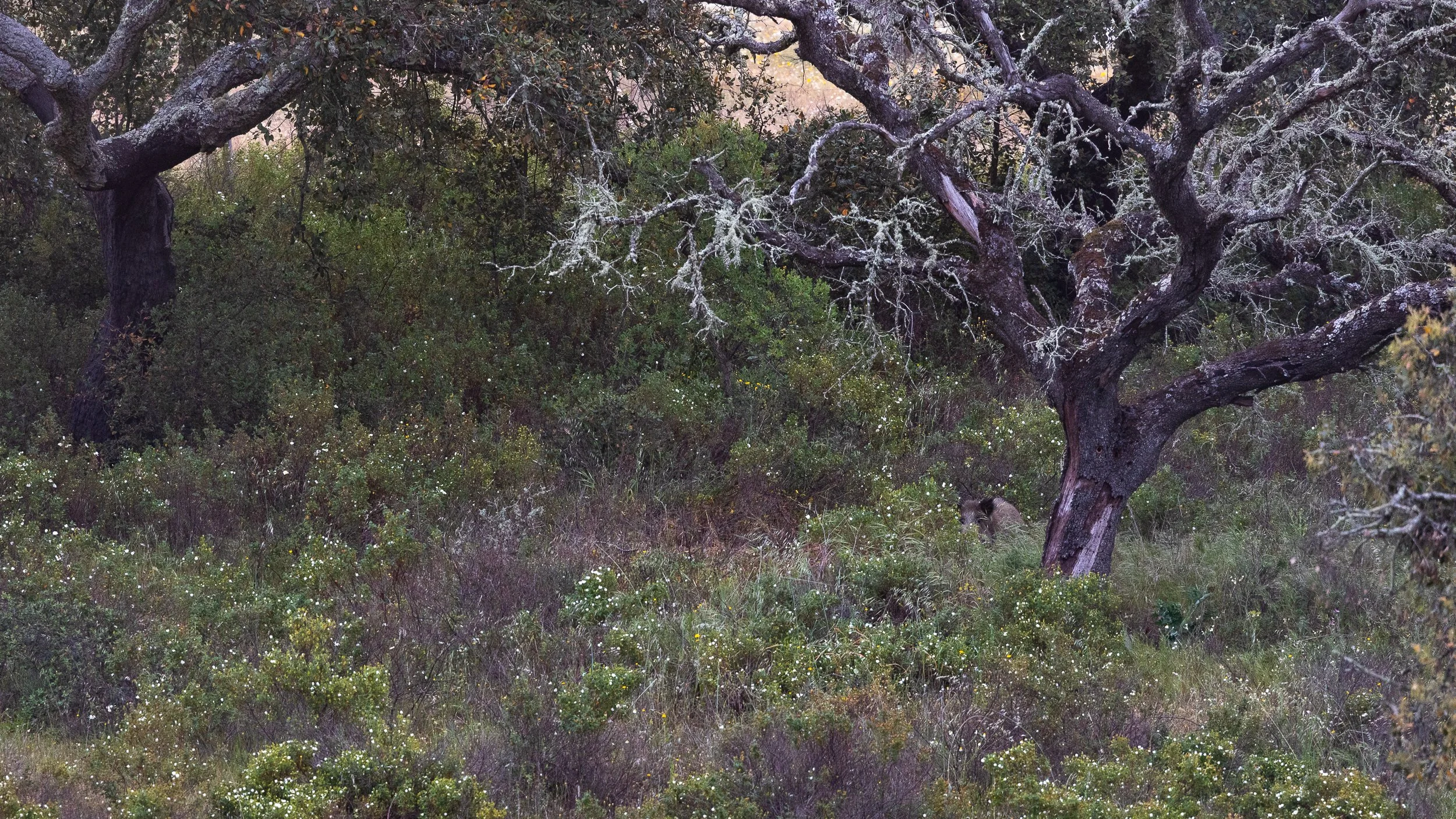 Wild Boar