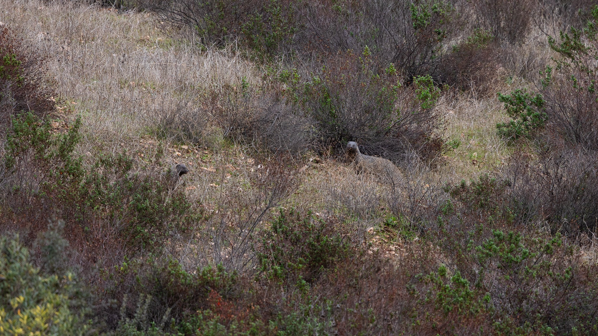 Egyptian Mongoose