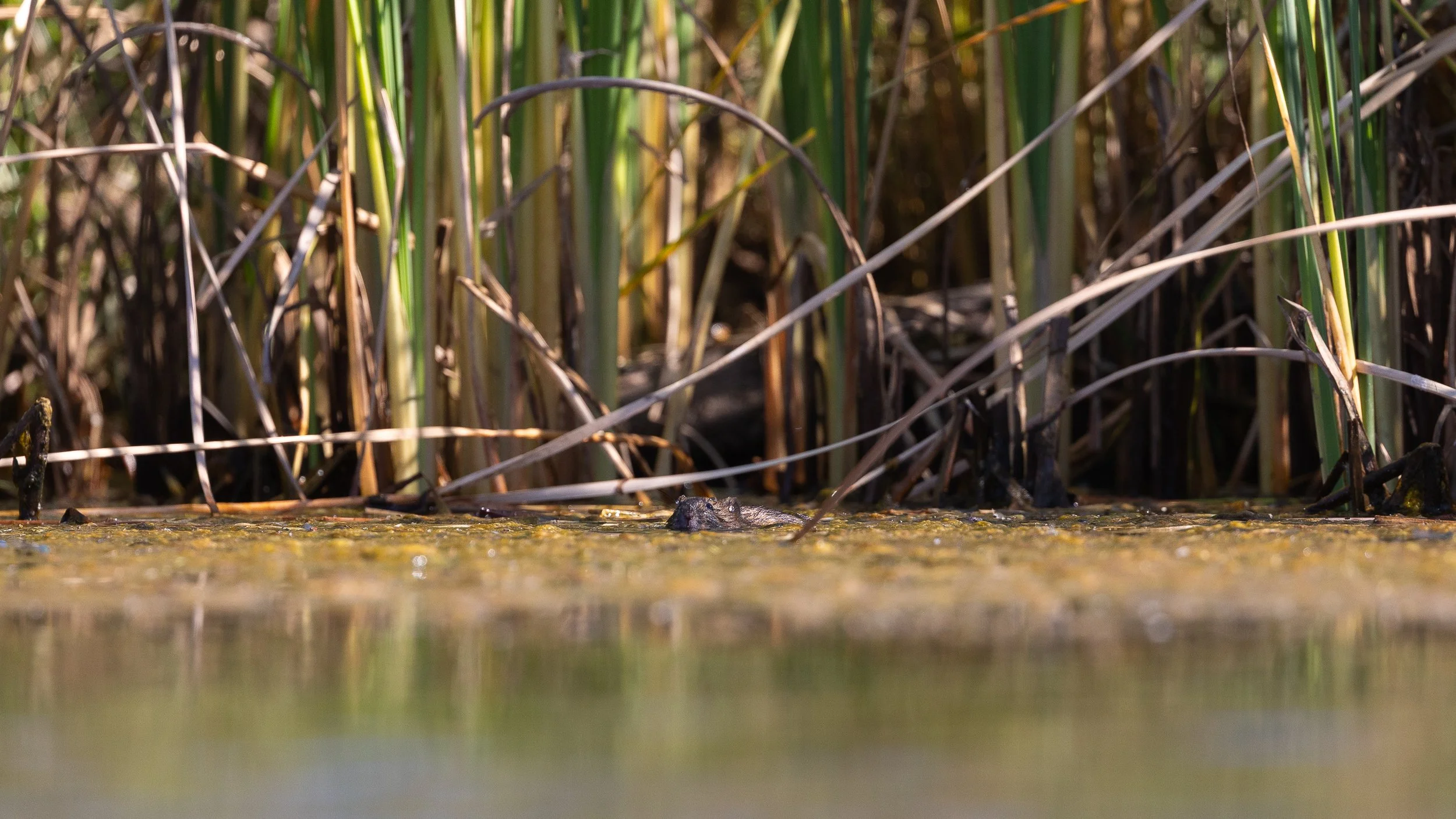 Southwestern Water Vole