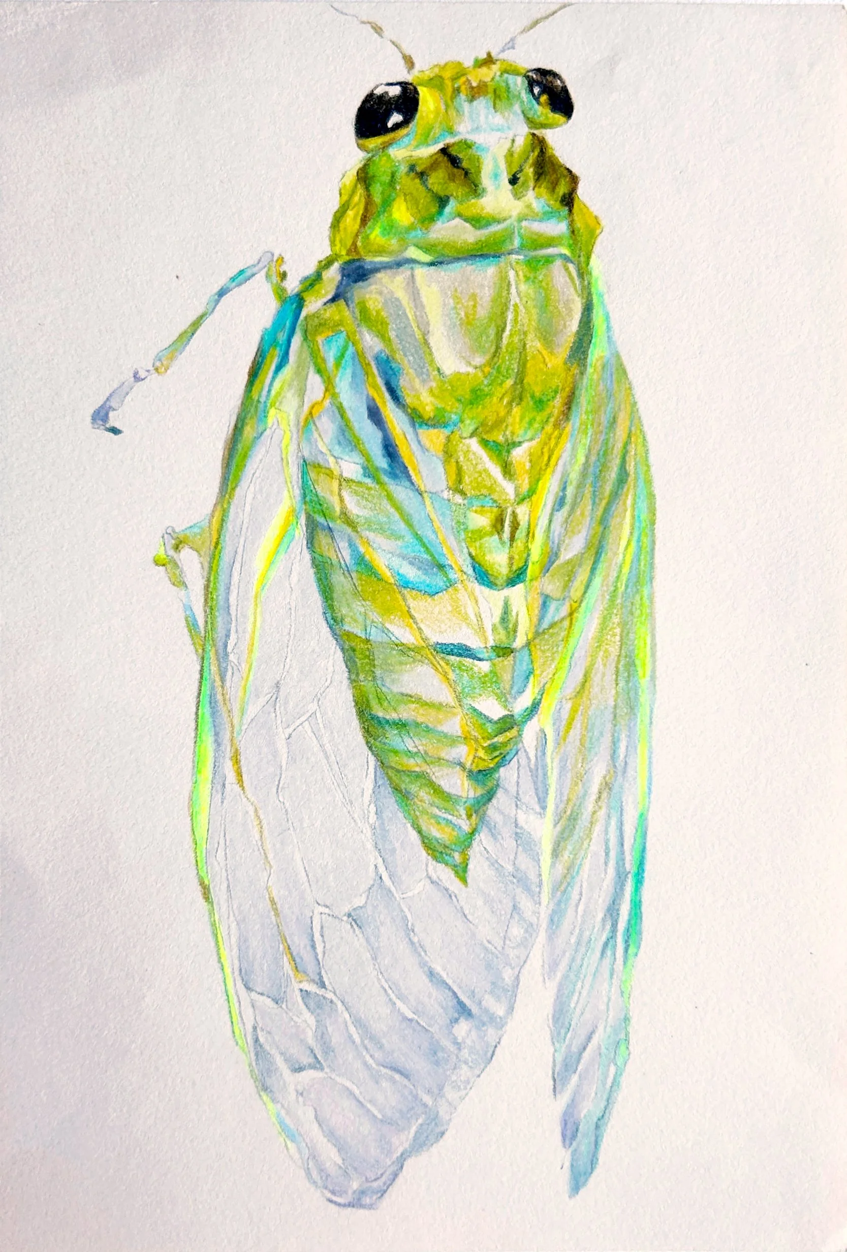 Molted cicada, Okanagana triangulata; colored pencil on paper, 2025
