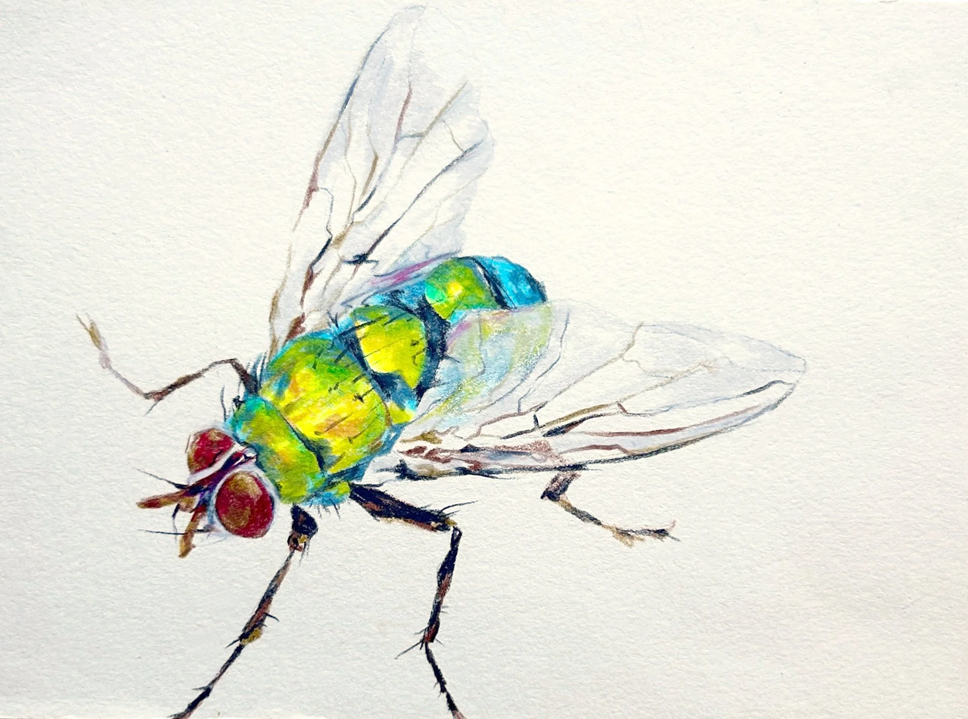 Green bottle fly, Lucilia sericata; colored pencil on paper, 2025