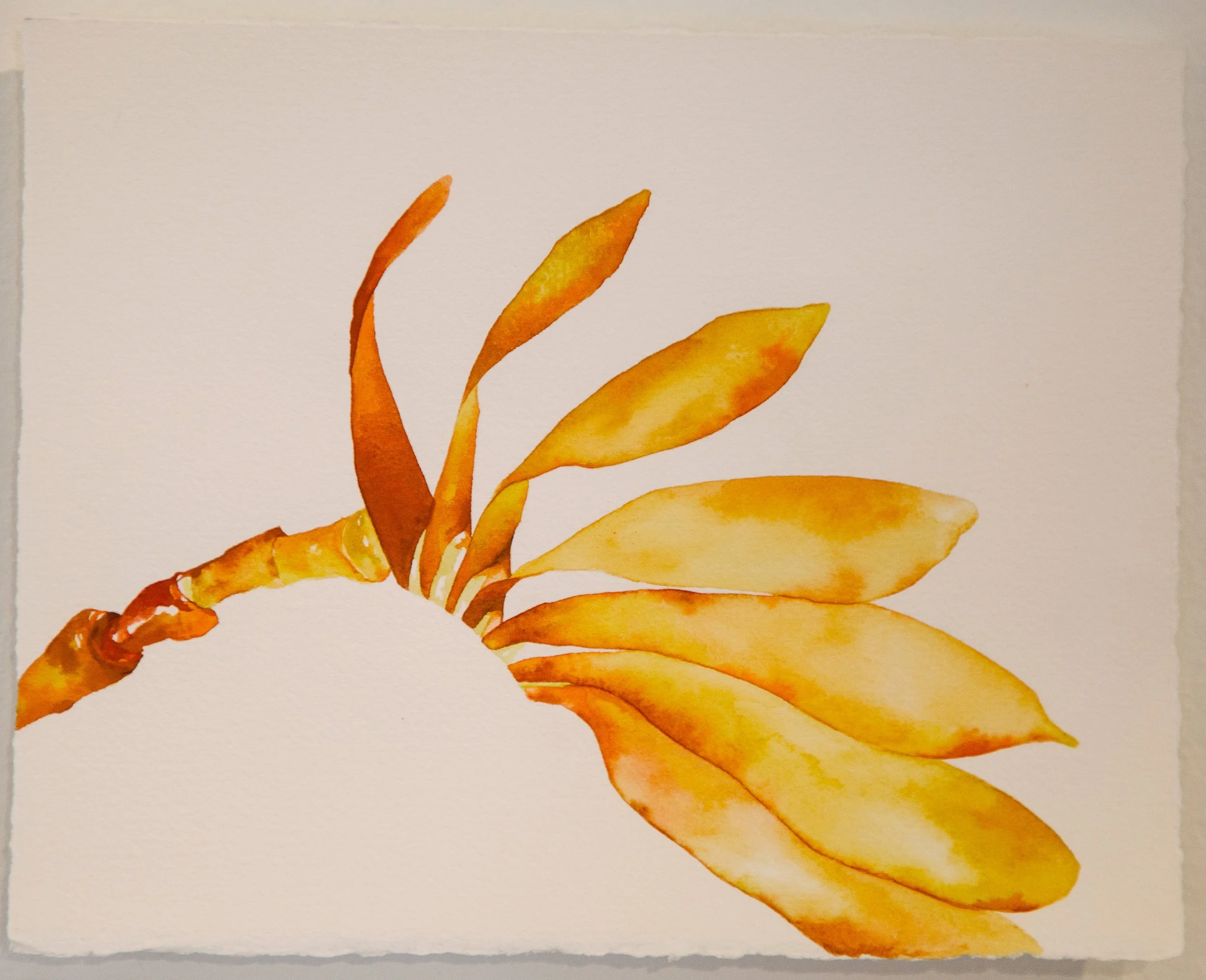 Magnified antennae of cockchafer beetle, Melolontha melolontha; gouache on paper, 2025