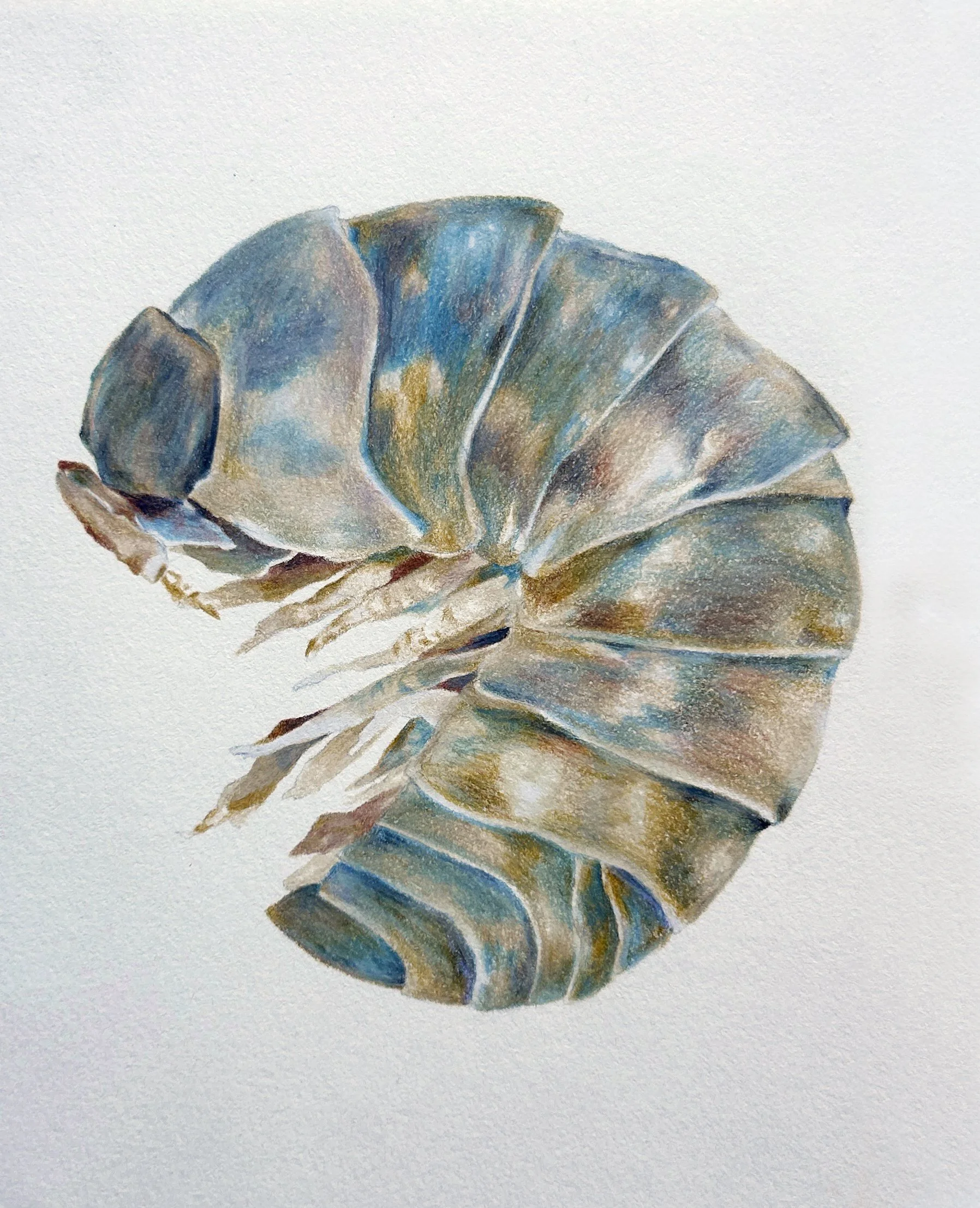 Pillbug, Armadillidium vulgare; colored pencil on paper, 2025