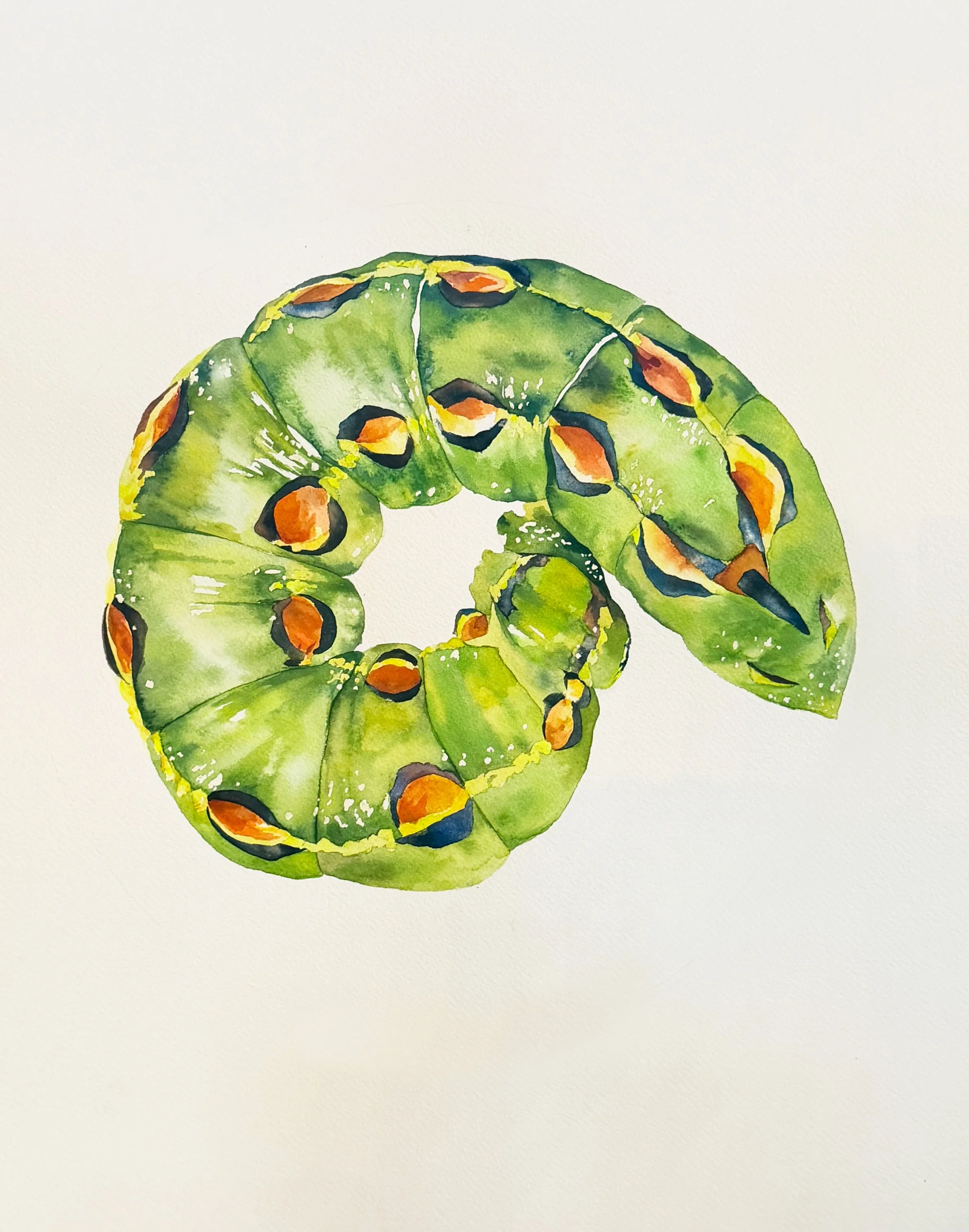Sphinx Moth Caterpillar, Hyles lineata; watercolor and gouache on paper, 2026
