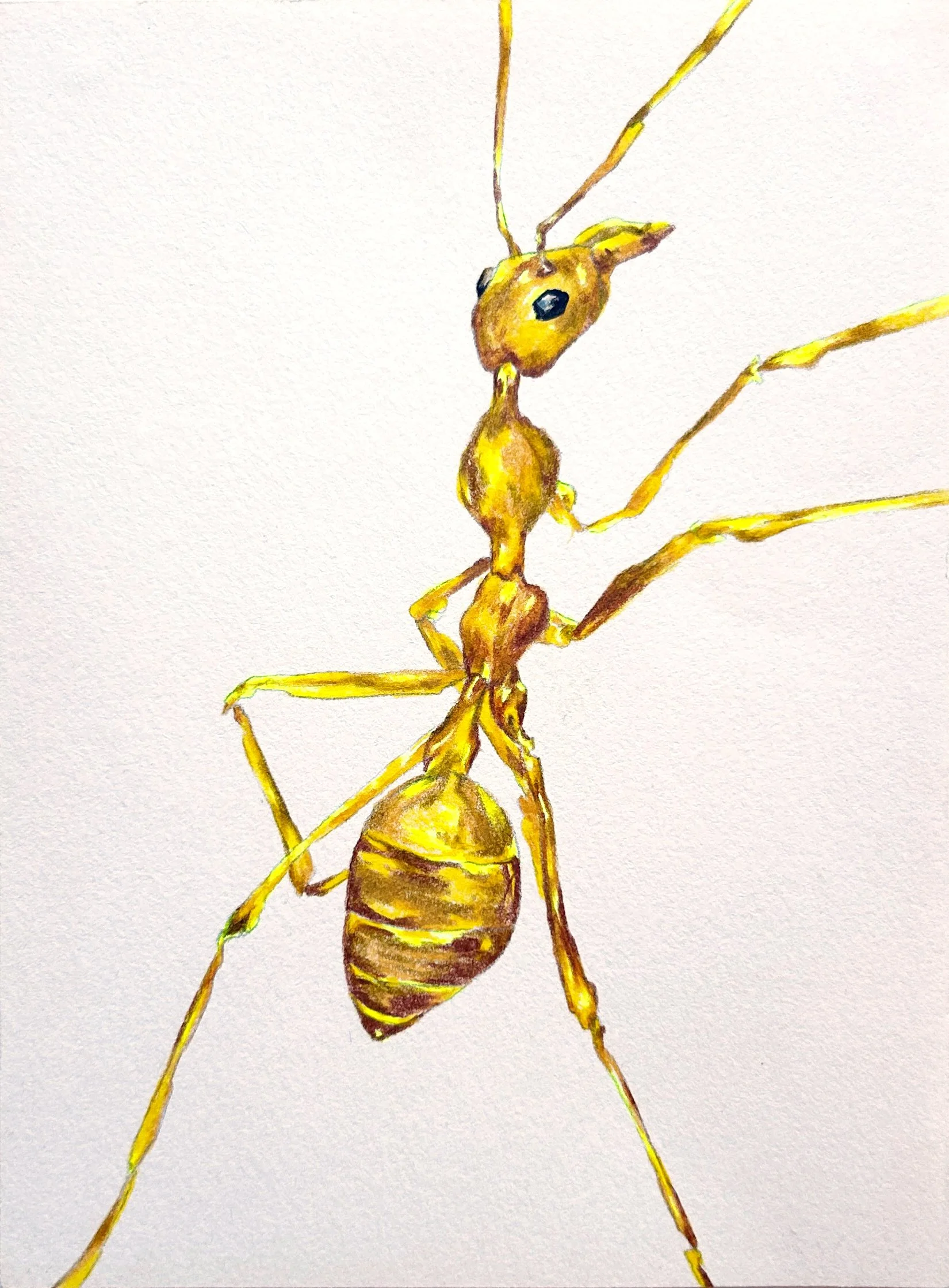 California harvester ant, Pogonomyrmex californicus;  colored pencil on paper, 2025