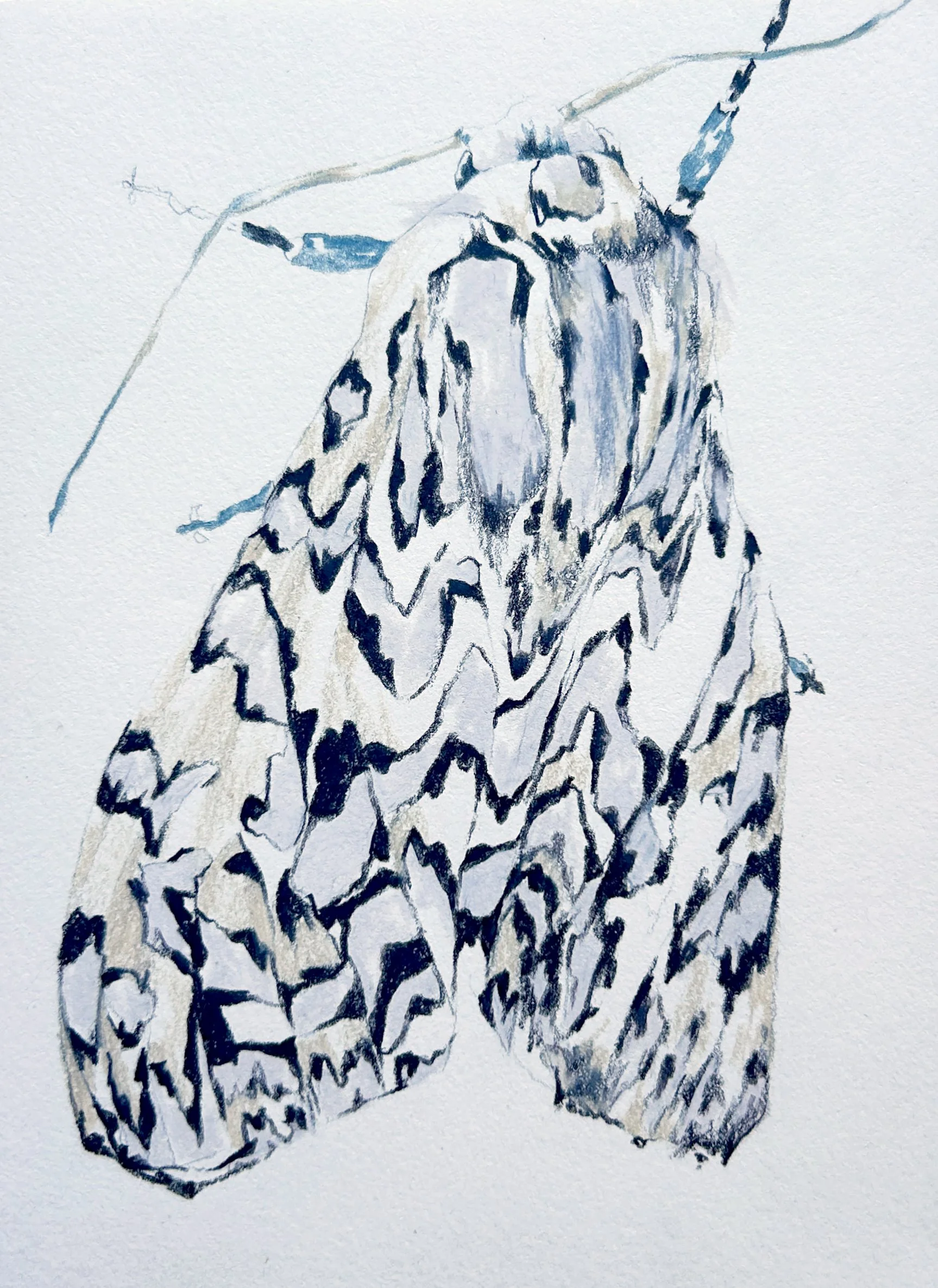Black and white tiger moth, Ardices glatignyi; colored pencil on paper, 2025