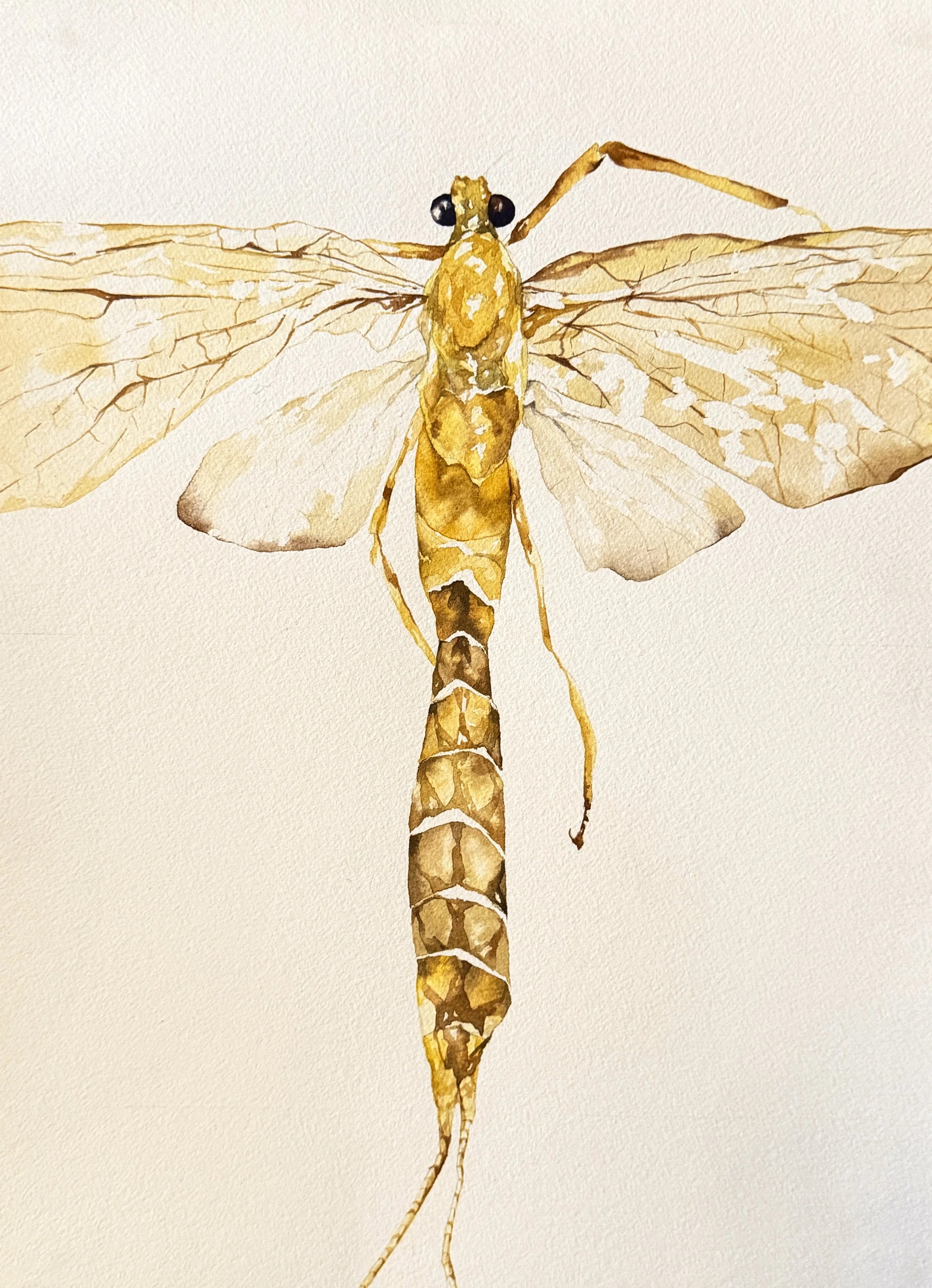 Speckle-wing Mayfly, Callibaetis californicus; watercolor and gouache on paper, 2026