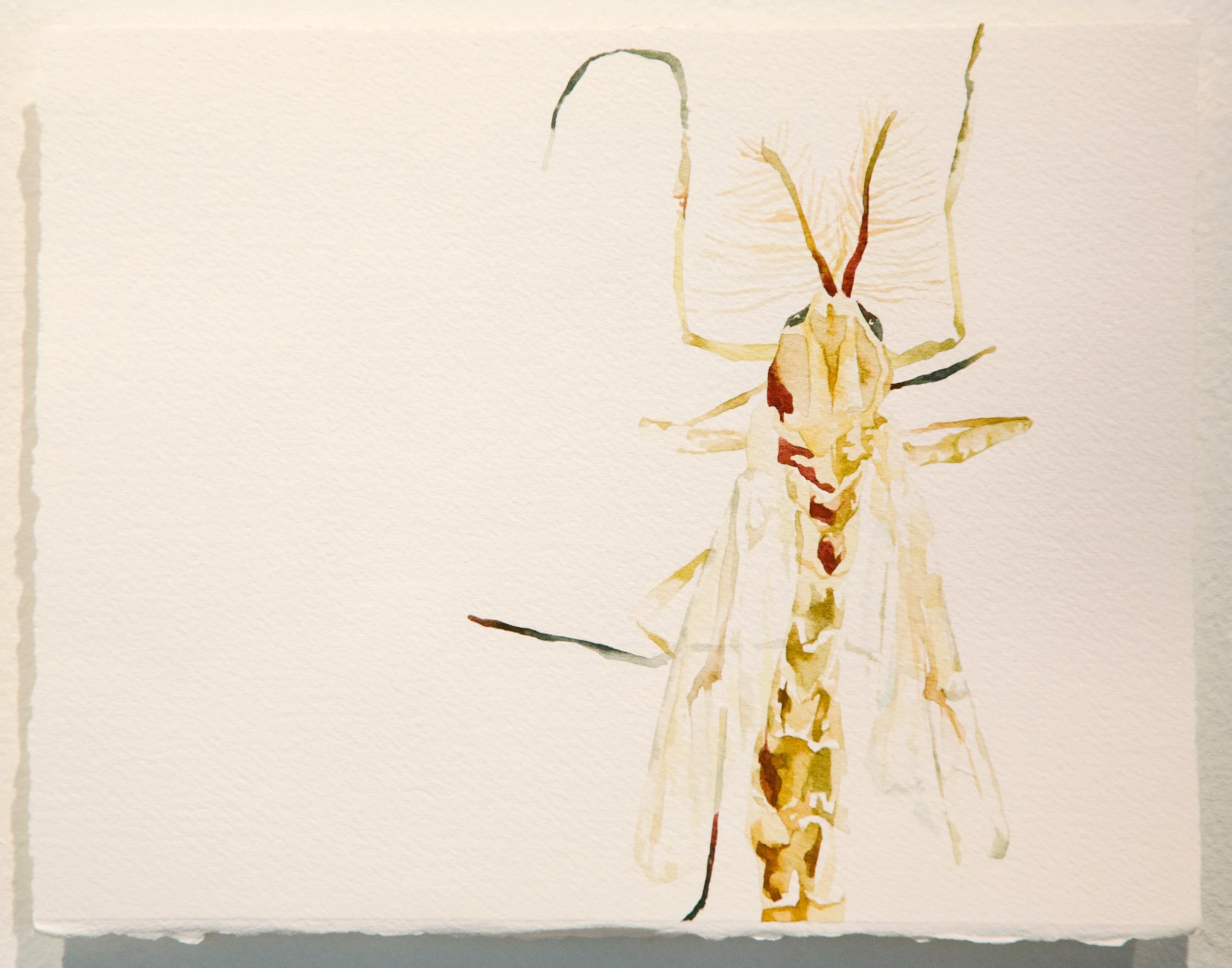 Midge, family Chironomidae; gouache on paper, 2025