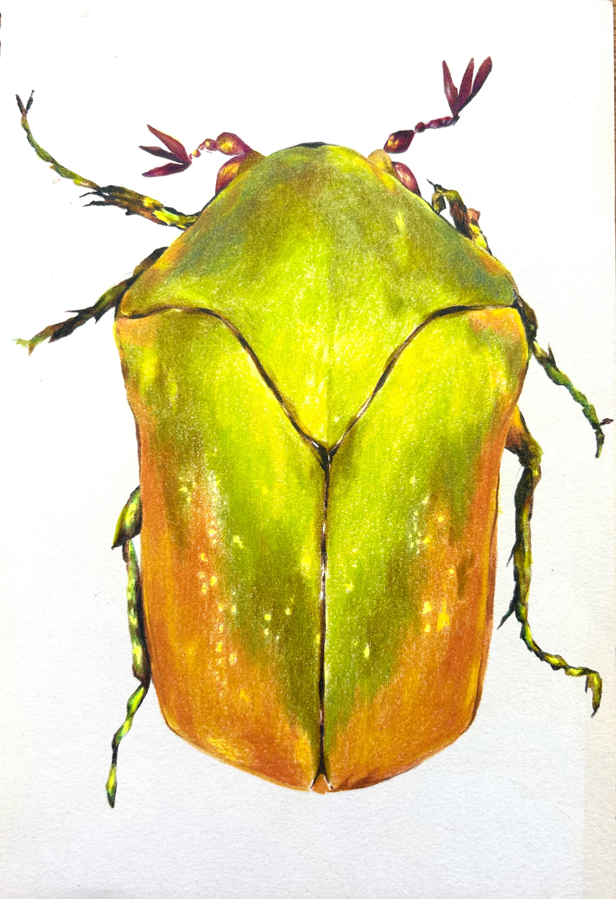 Figeater Beetle, Cotinis mutabilis; colored pencil on paper, 2025