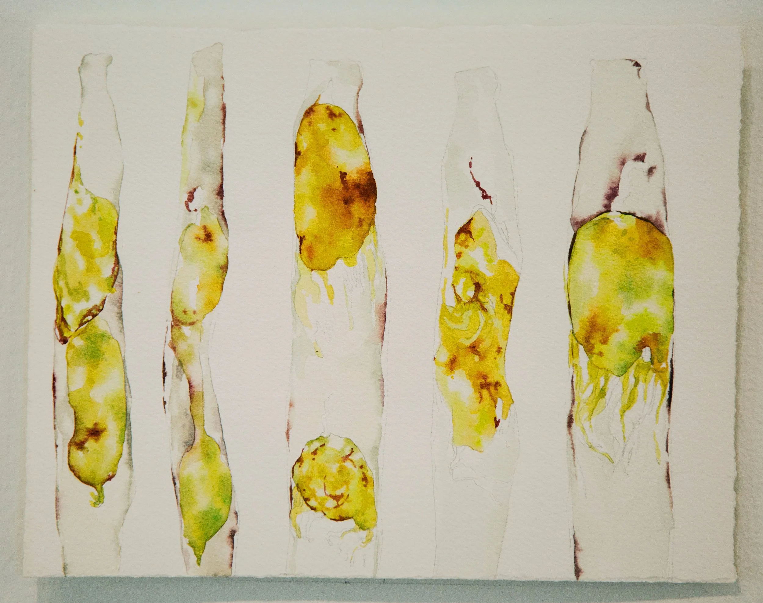 Diatoms, gouache on paper, 2025