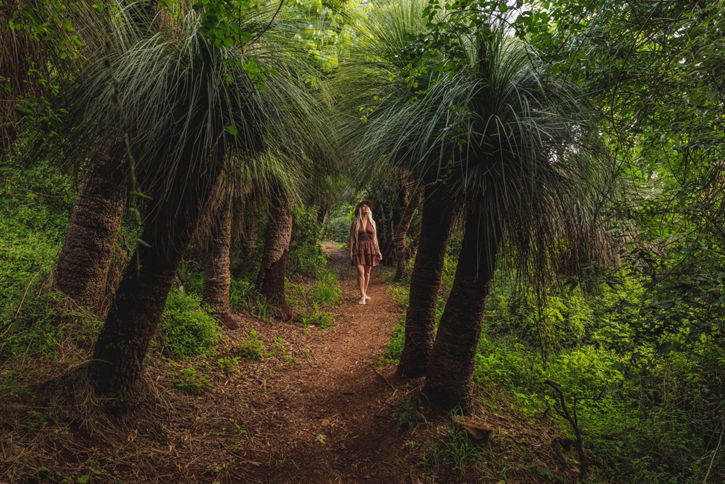 Walking among grass trees in the Bunya Mountains — Aqua Dan Creatives.
