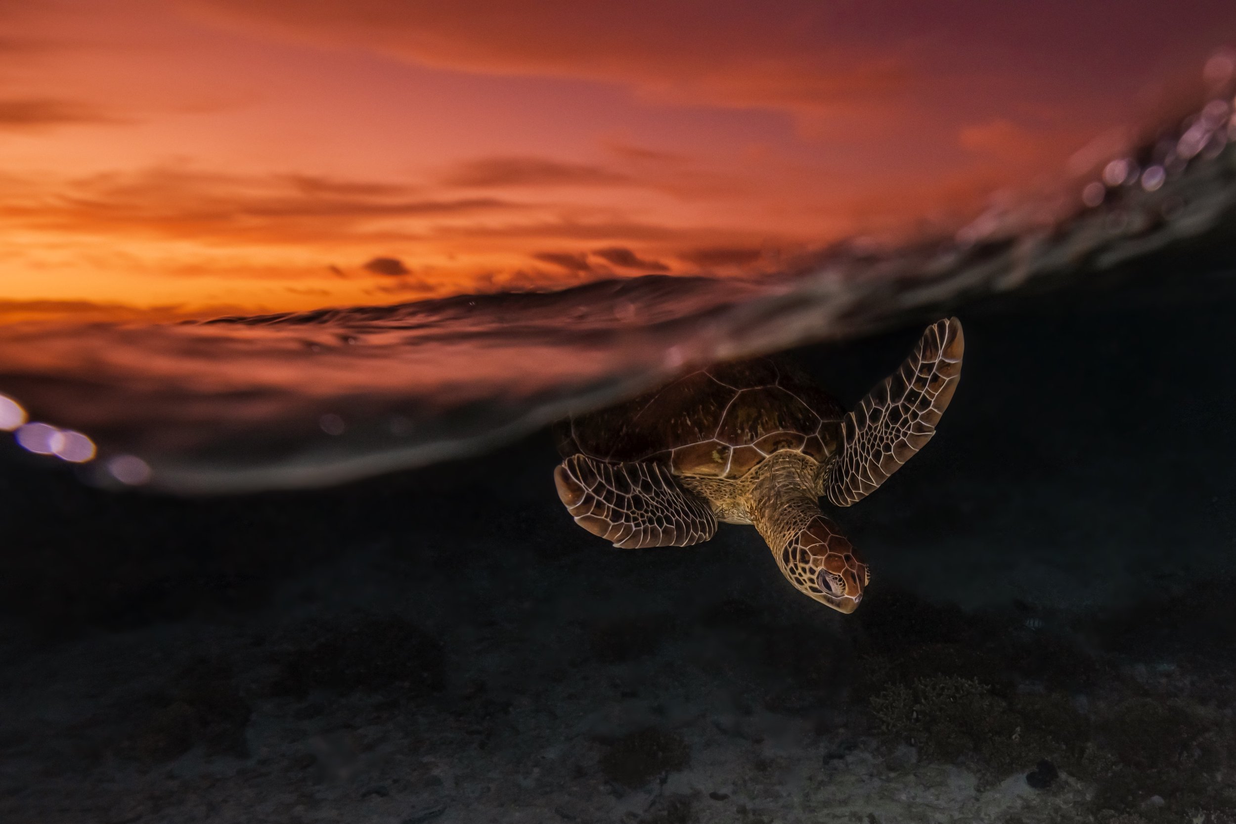 PERFECT TURTLE 7.jpeg
