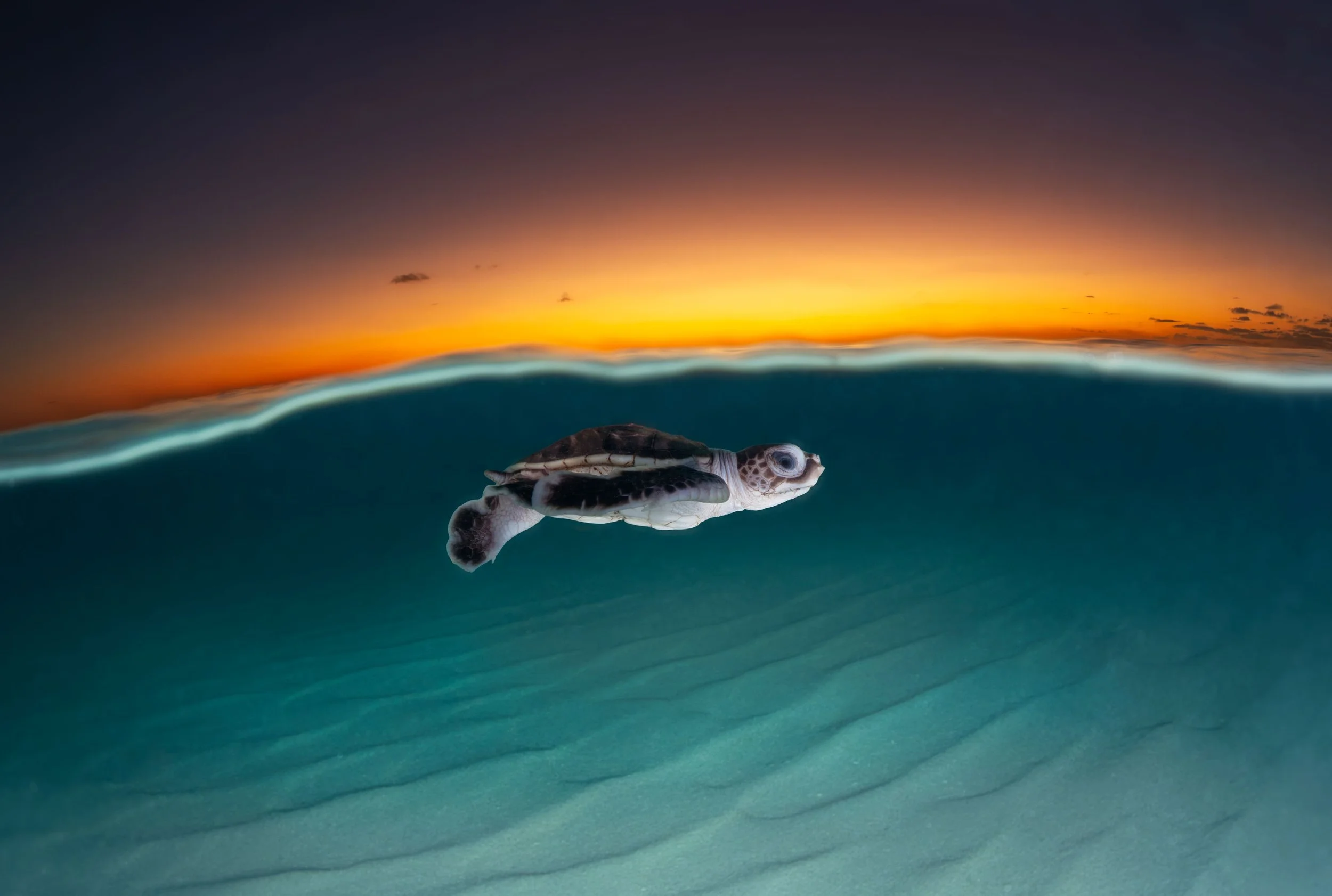 SUNRISE-BABY-T.jpg