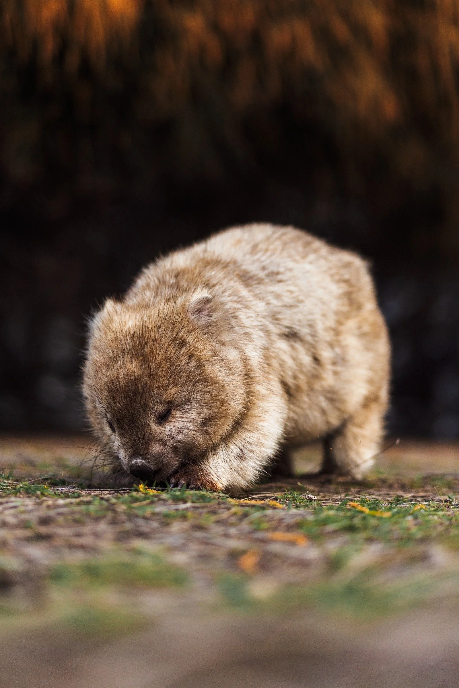 Warm light catches the fur of a grazing wombat against a softly blurred golden background, photographed from close to ground level.