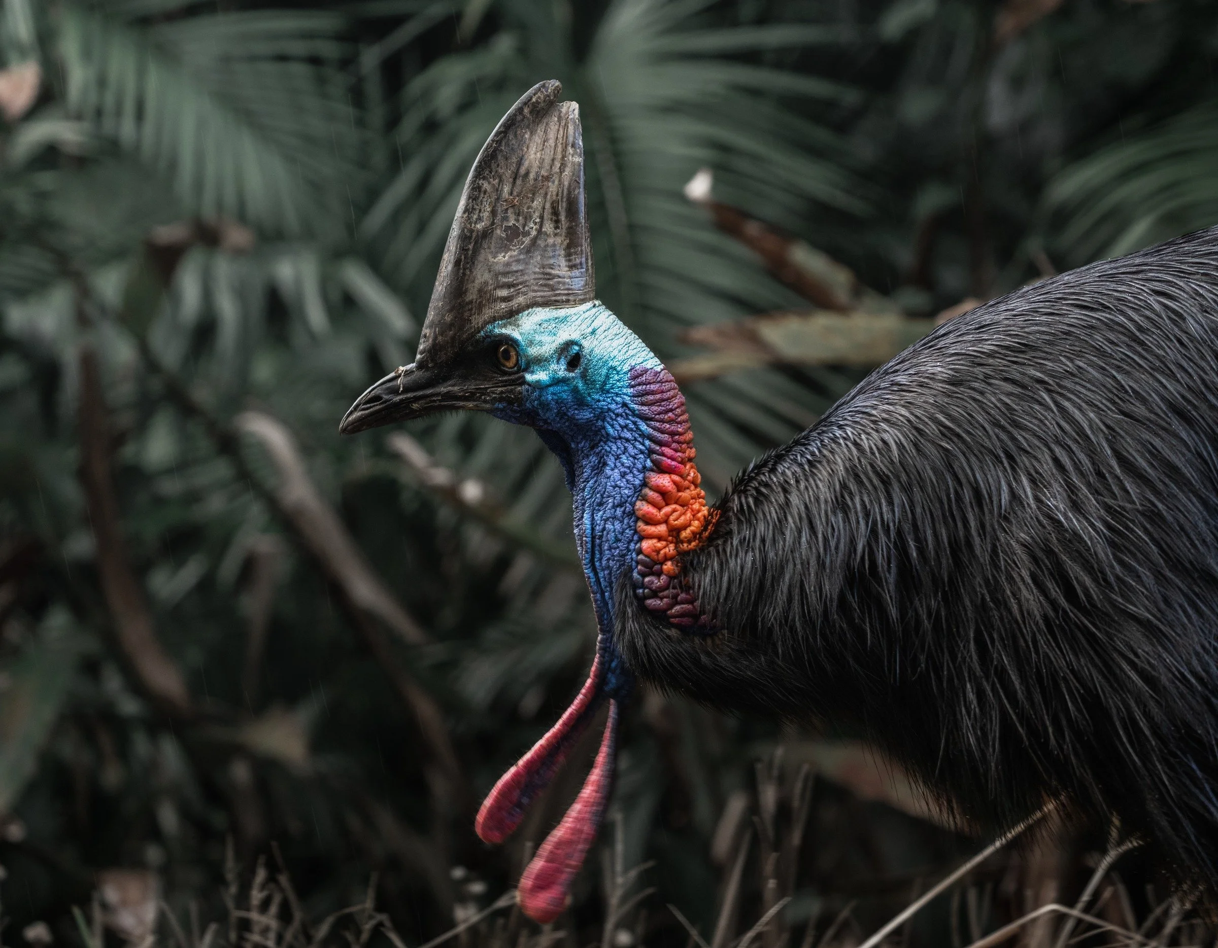 A cassowary stands among rainforest ferns, its blue face, red wattles and textured black feathers set against muted green foliage.