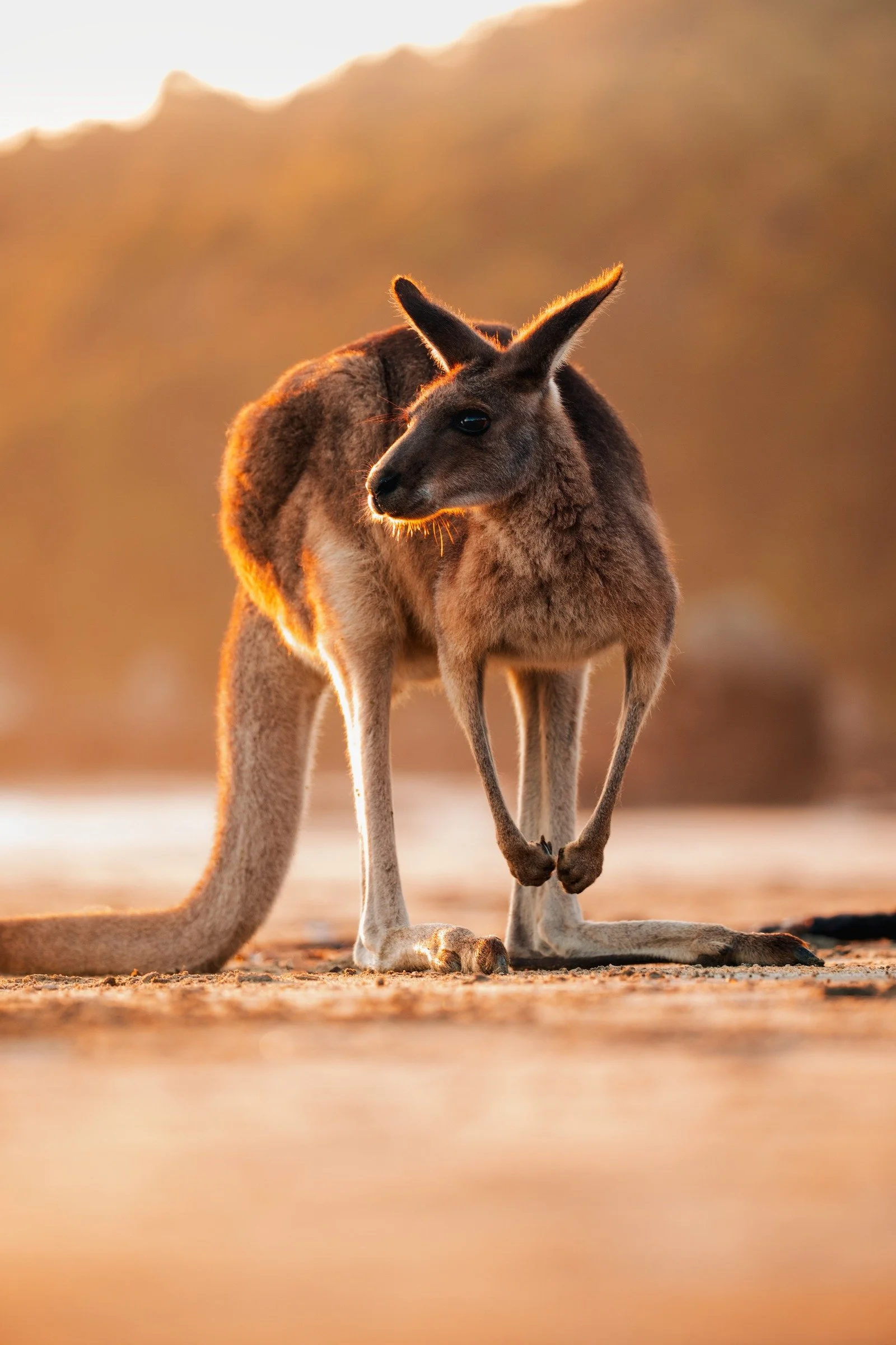A kangaroo stands on the beach at Cape Hillsborough, outlined by the warm glow of sunrise.