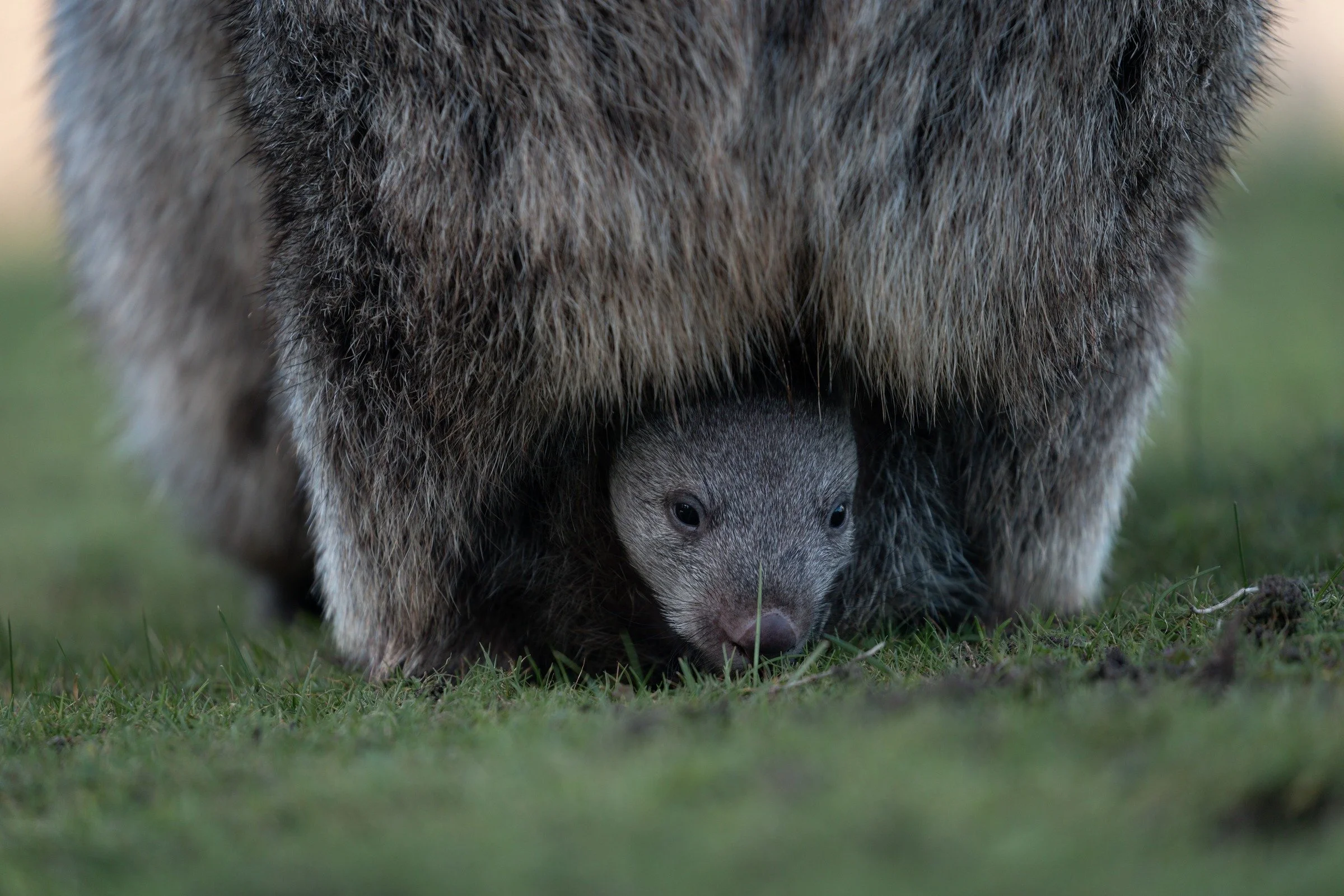 A wombat joey peers out from beneath its mother, a close view of a small face sheltered by soft grey fur.
