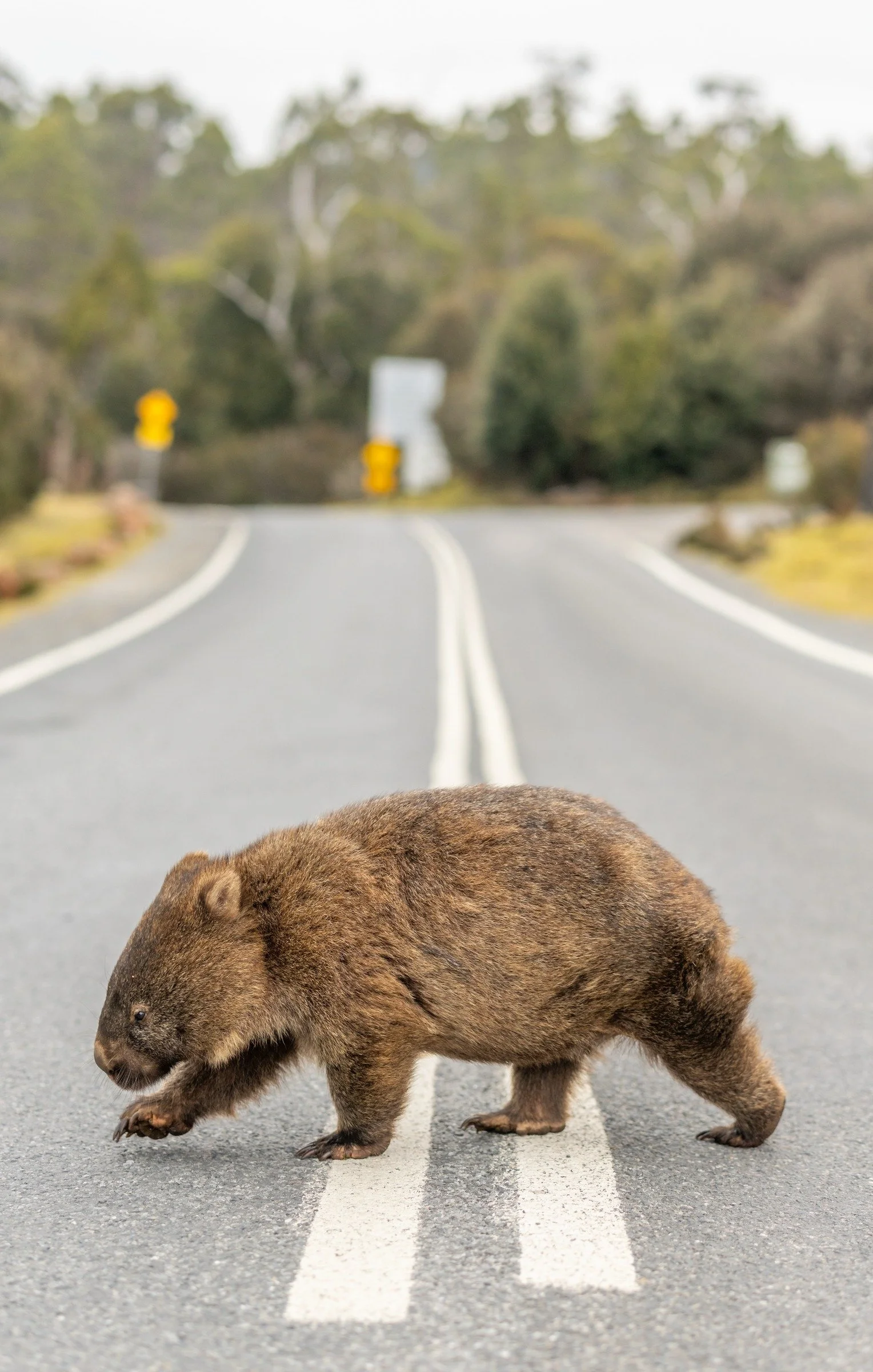 A wombat crosses a quiet road, with white road markings leading into the softly blurred landscape behind it.