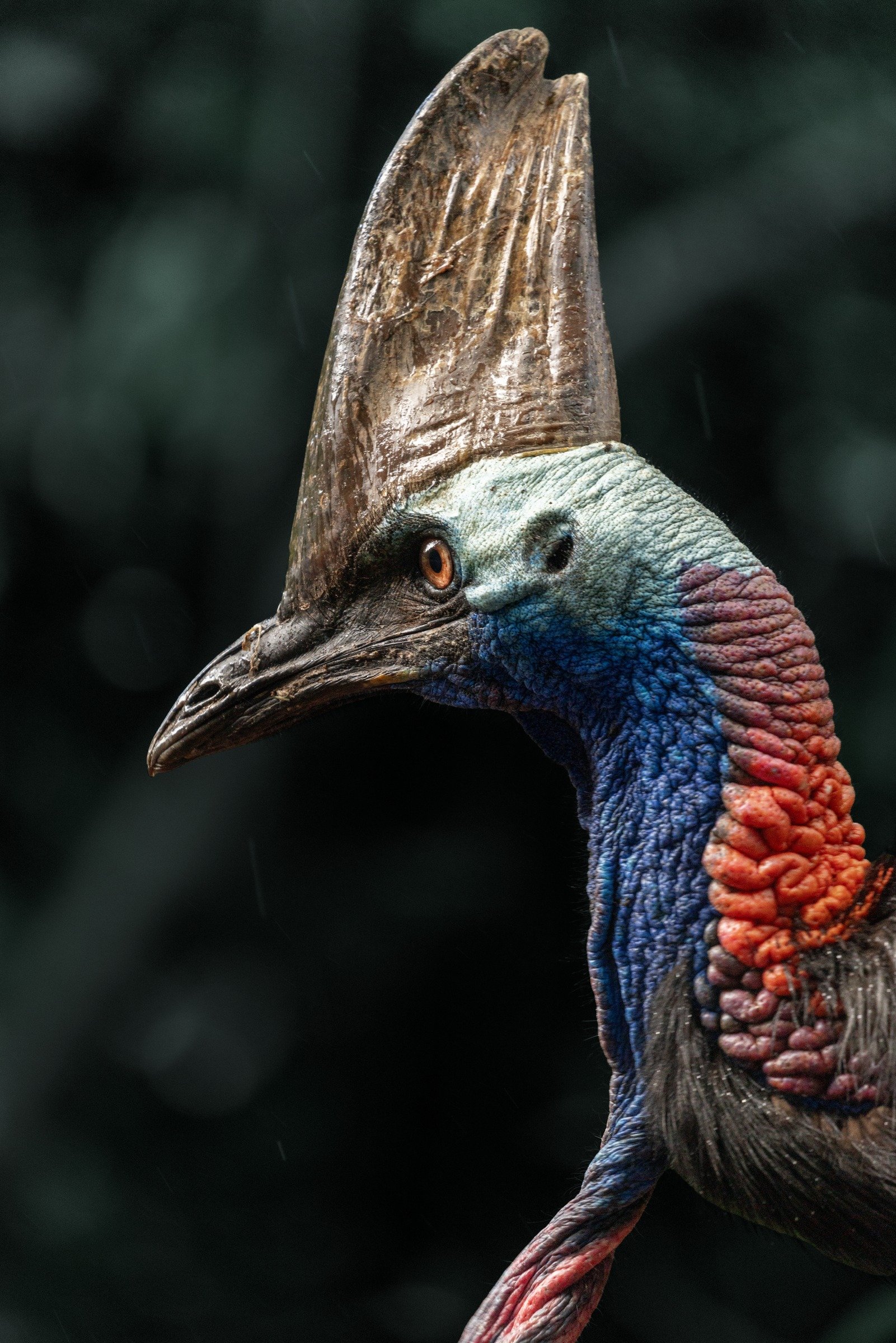 A close portrait of a cassowary, showing its sculpted casque and vivid blue and red neck against a soft, dark green background.