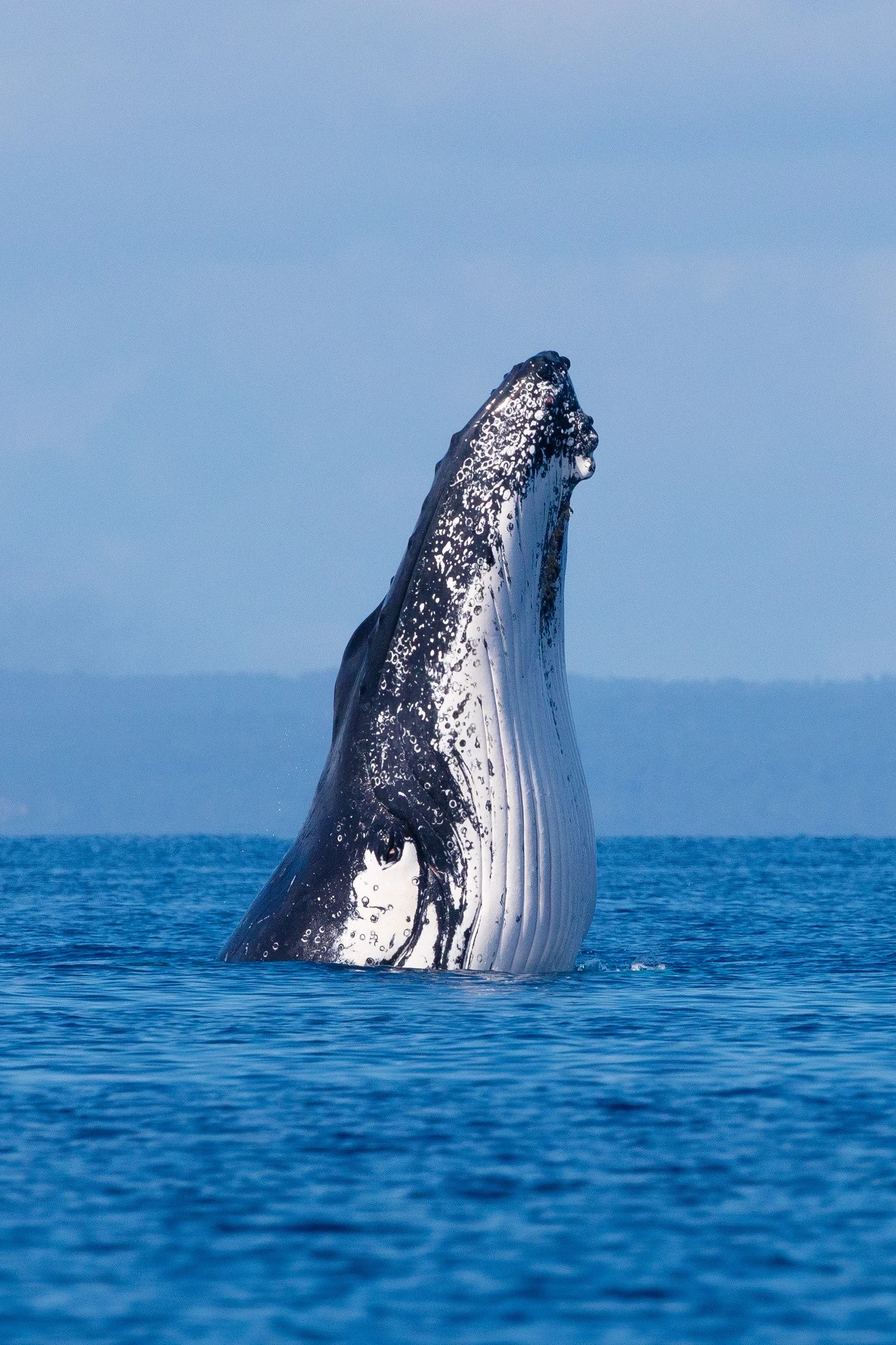 A humpback whale rises above the blue water, its textured head and pale throat standing out against a soft sky.
