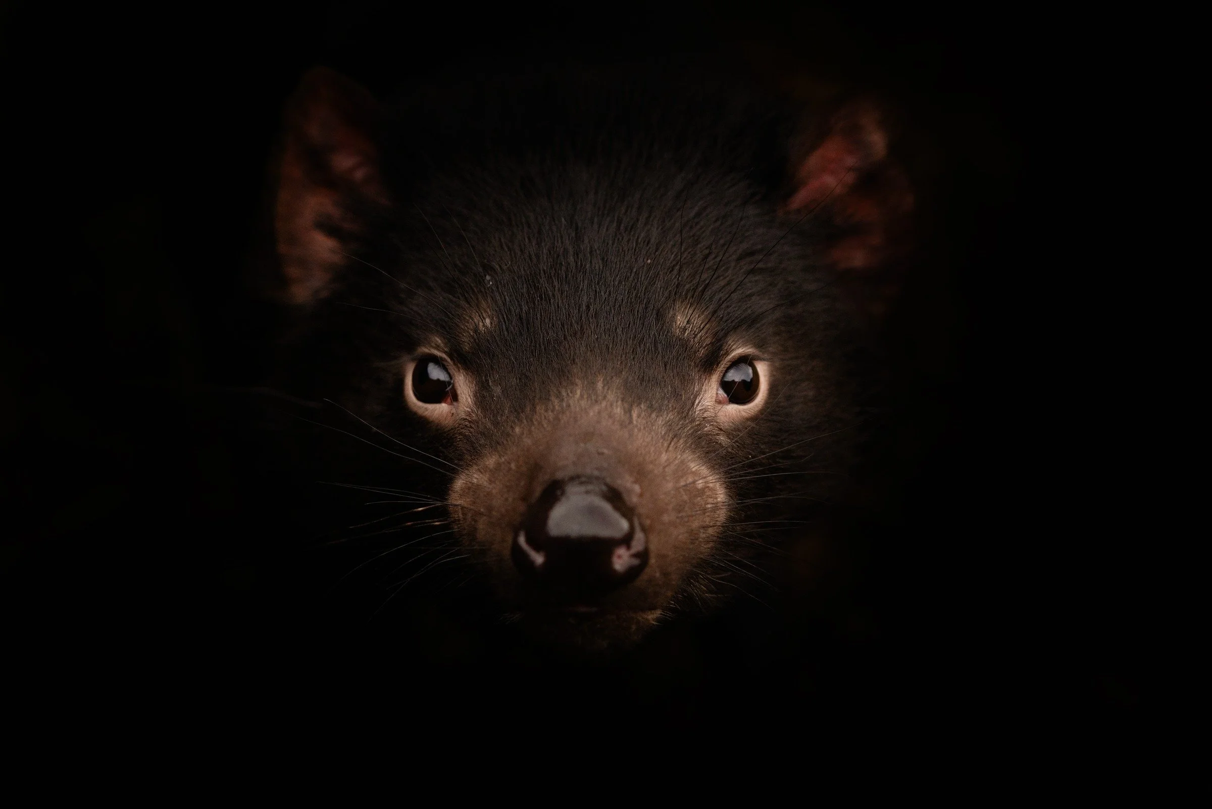 A Tasmanian devil looks out from deep shadow, with warm light revealing its face and ears against a dark background.