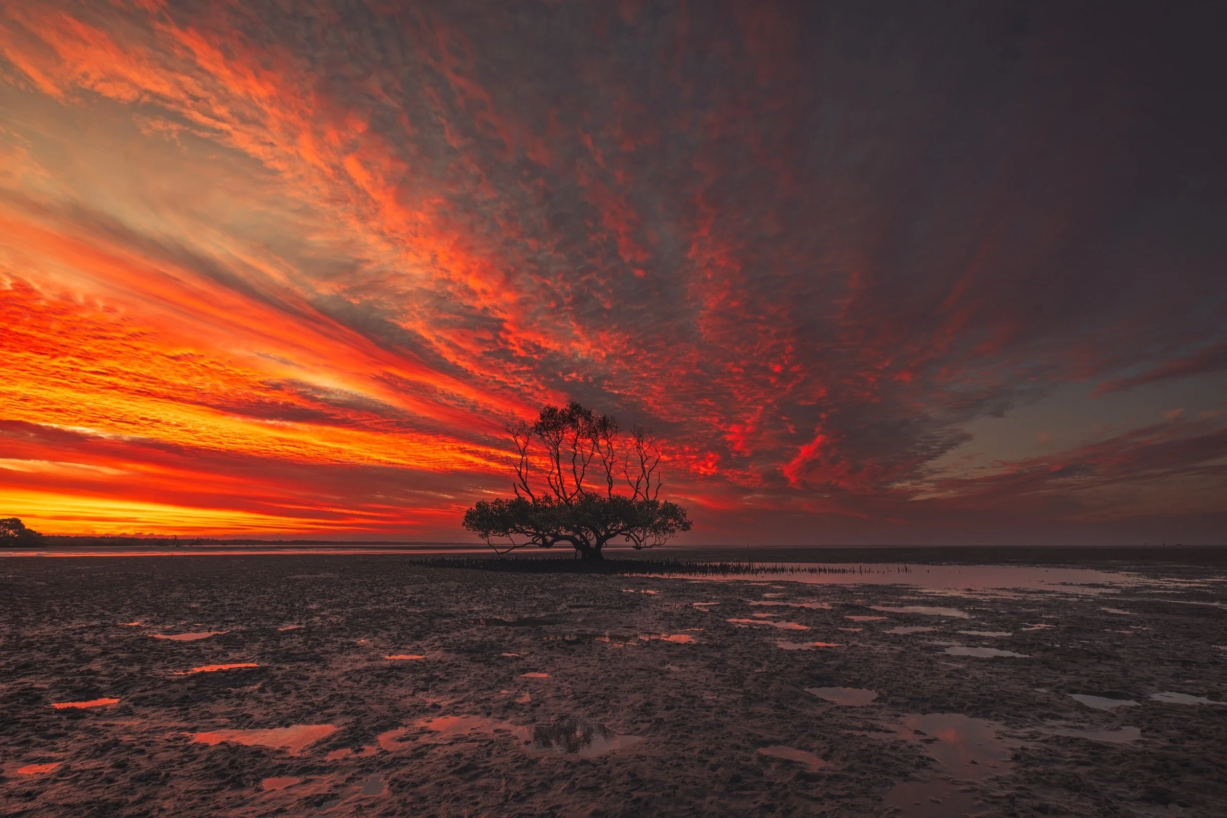 Neil’s Tree stands silhouetted on the tidal flats at Point Vernon beneath sweeping clouds and a fiery evening sky.
