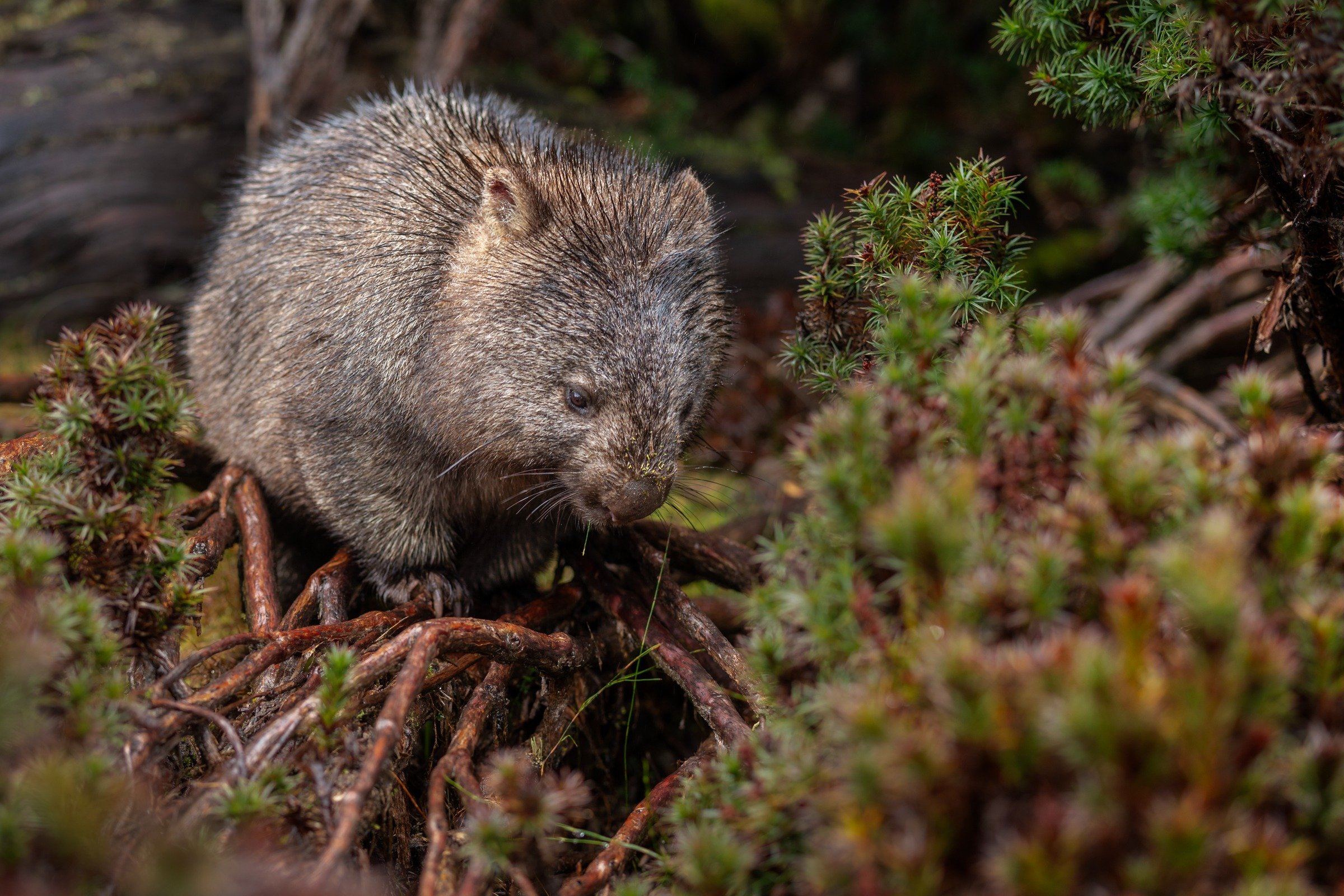 A wombat explores a tangle of roots and low forest plants, its textured fur framed by the colours of the undergrowth.