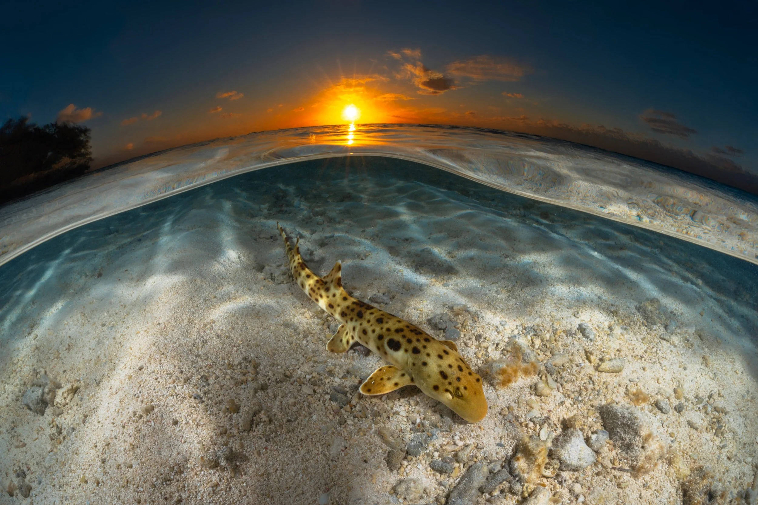 aqua-dan-shark-sunset-split-final.jpg