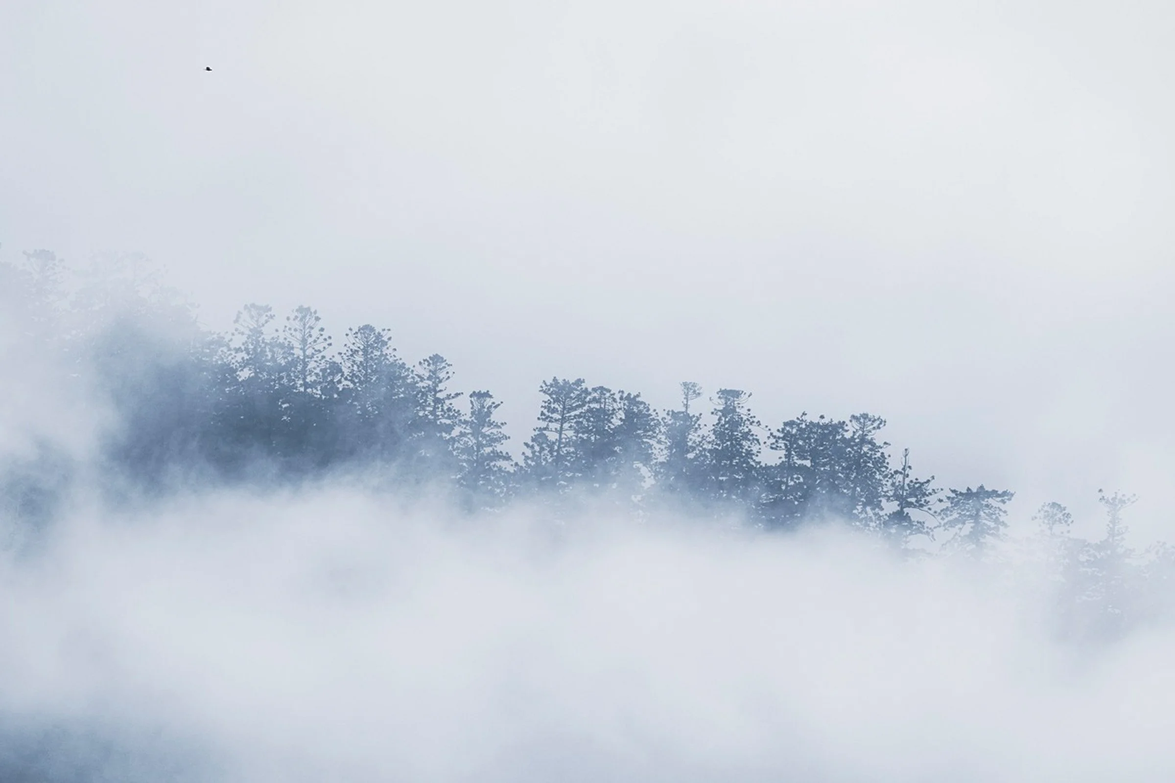 03-forest-mist.jpg