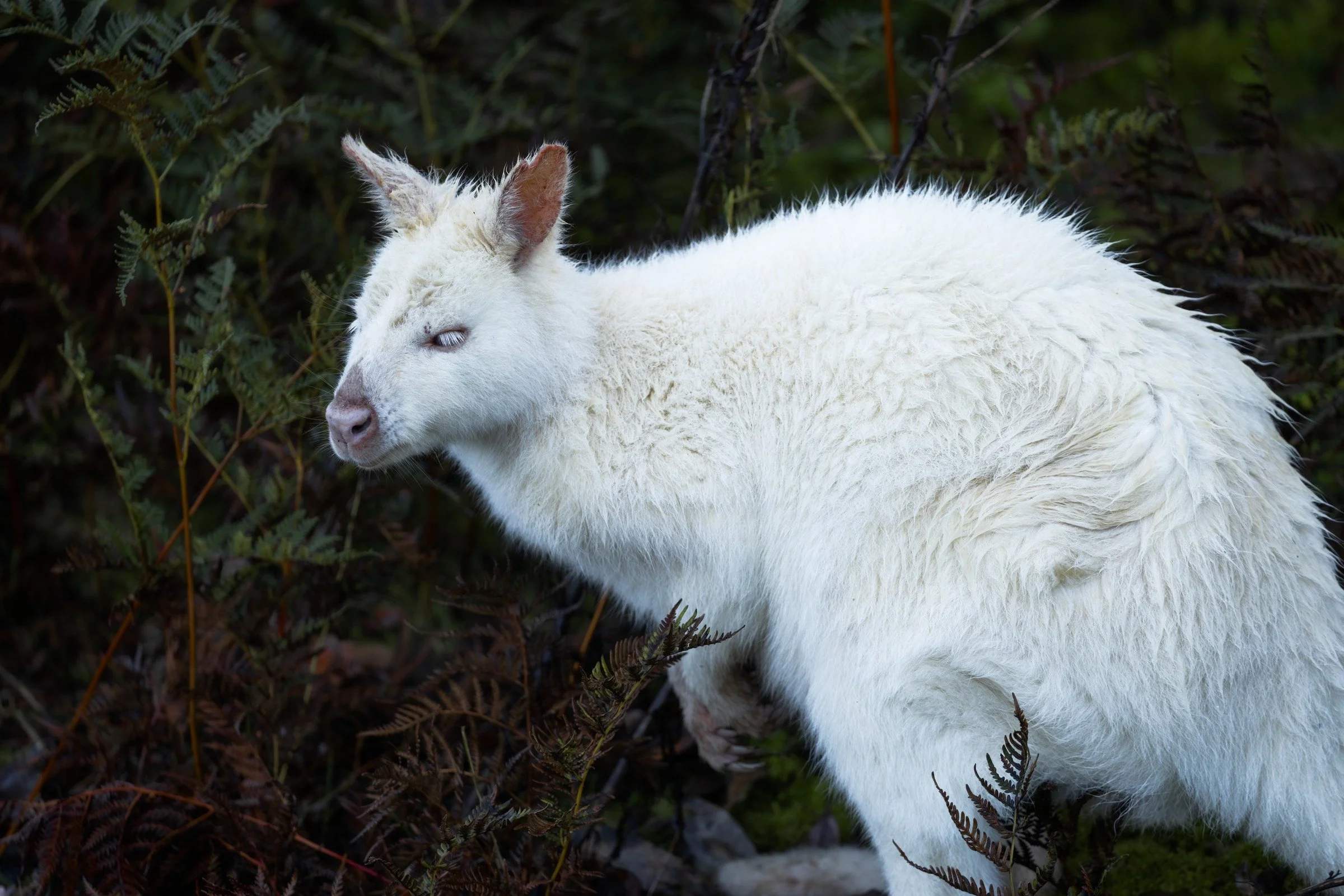 A white wallaby stands among dark ferns, with fine fur detail and soft pink ears contrasting against the surrounding greenery.