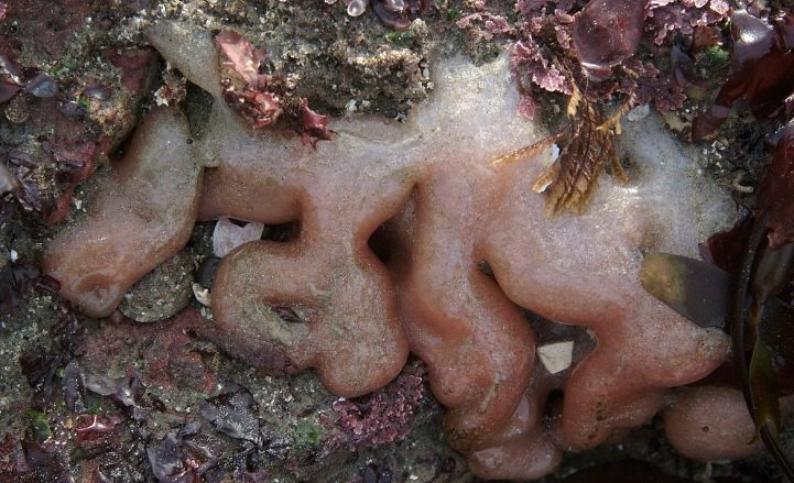 Sea Pork