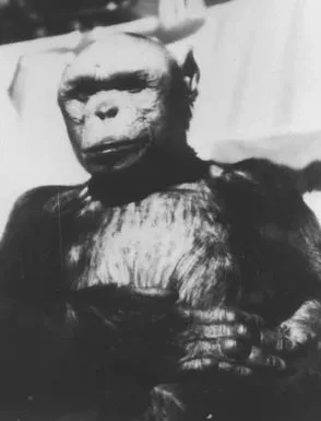 Oliver the Humanzee