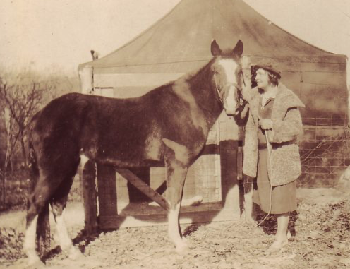 Lady Wonder: The Super-Intelligent Horse