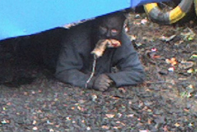 Greenock Catman: A Feral Man in Scotland