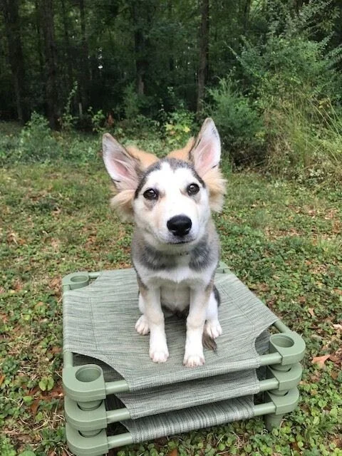 Teresa Dillard and Gracie