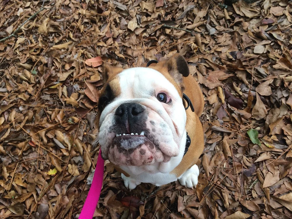 Dog Training Greenville SC Upstate Dog trainers serving Greenville, SC and surrounding areas