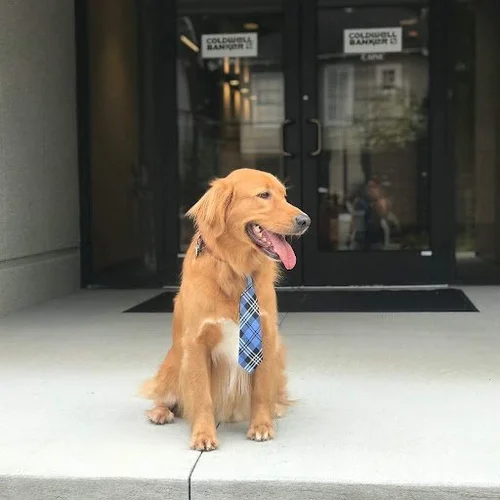 Dog Training Greenville SC Upstate Dog trainers serving Greenville, SC and surrounding areas