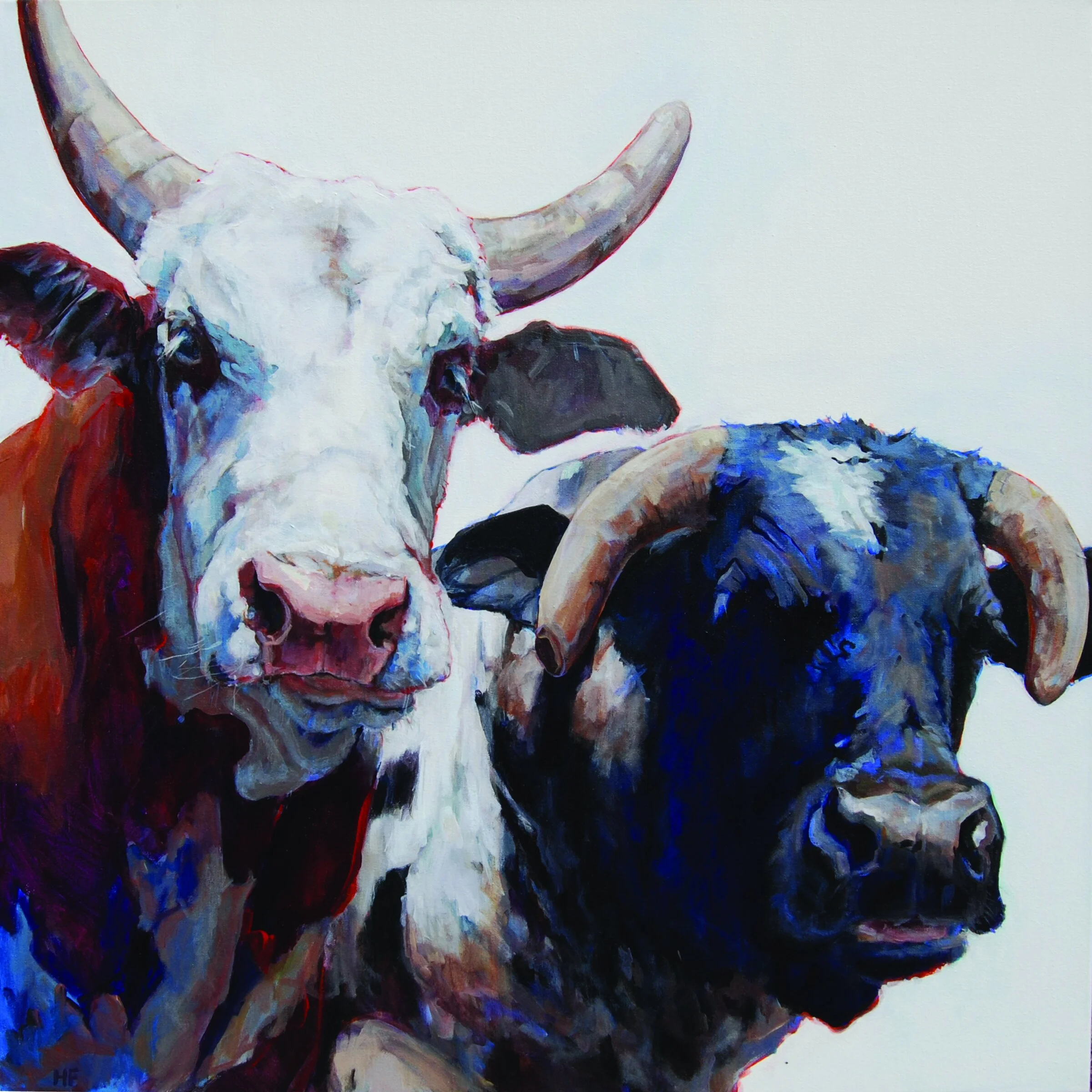 rodeo, bulls, ranch