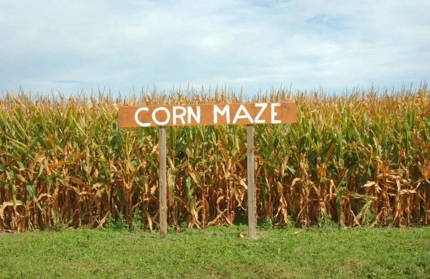 A-MAZE-ing Fall Fun: The Corn Maze Experience at The Sunny Spot