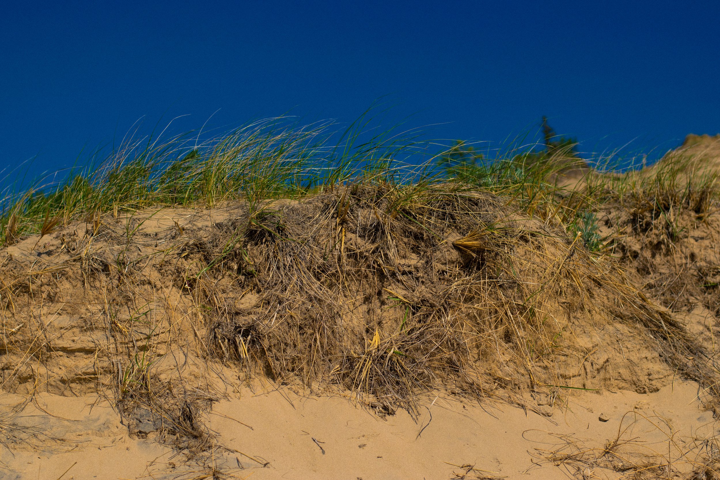 _DSC7992.jpg