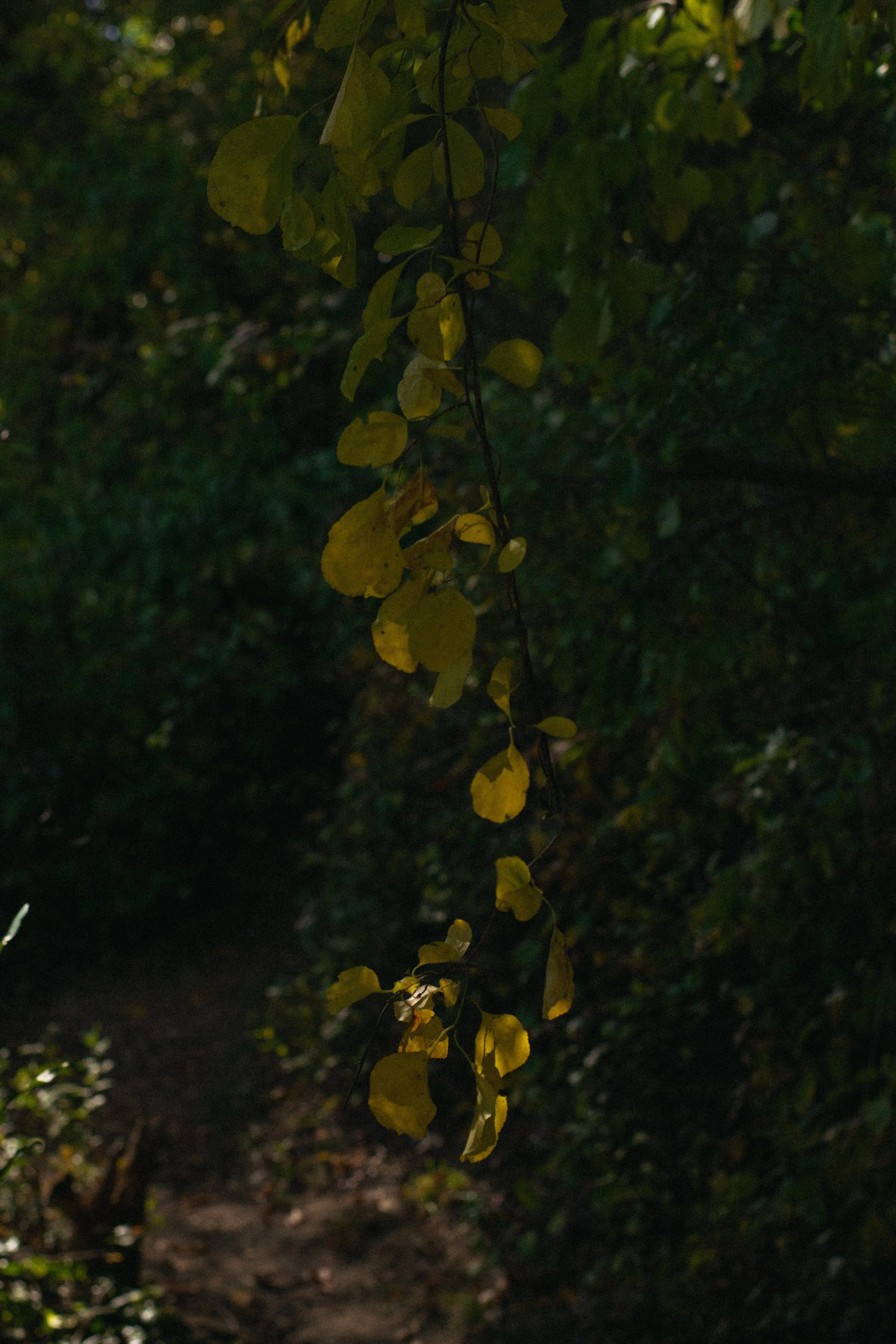 _DSC3013.jpg