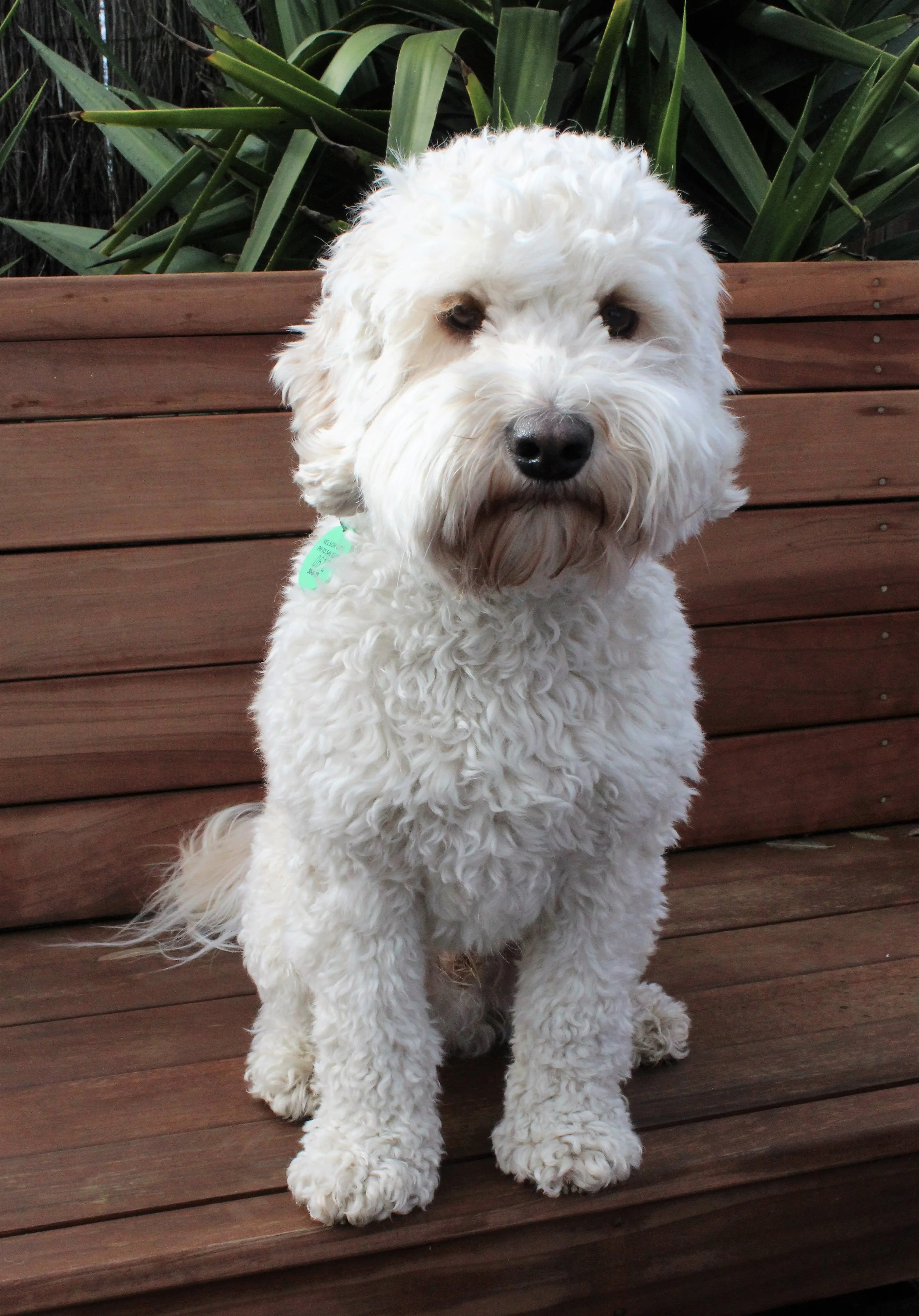 RETIRED BEAU Spoodle.JPG
