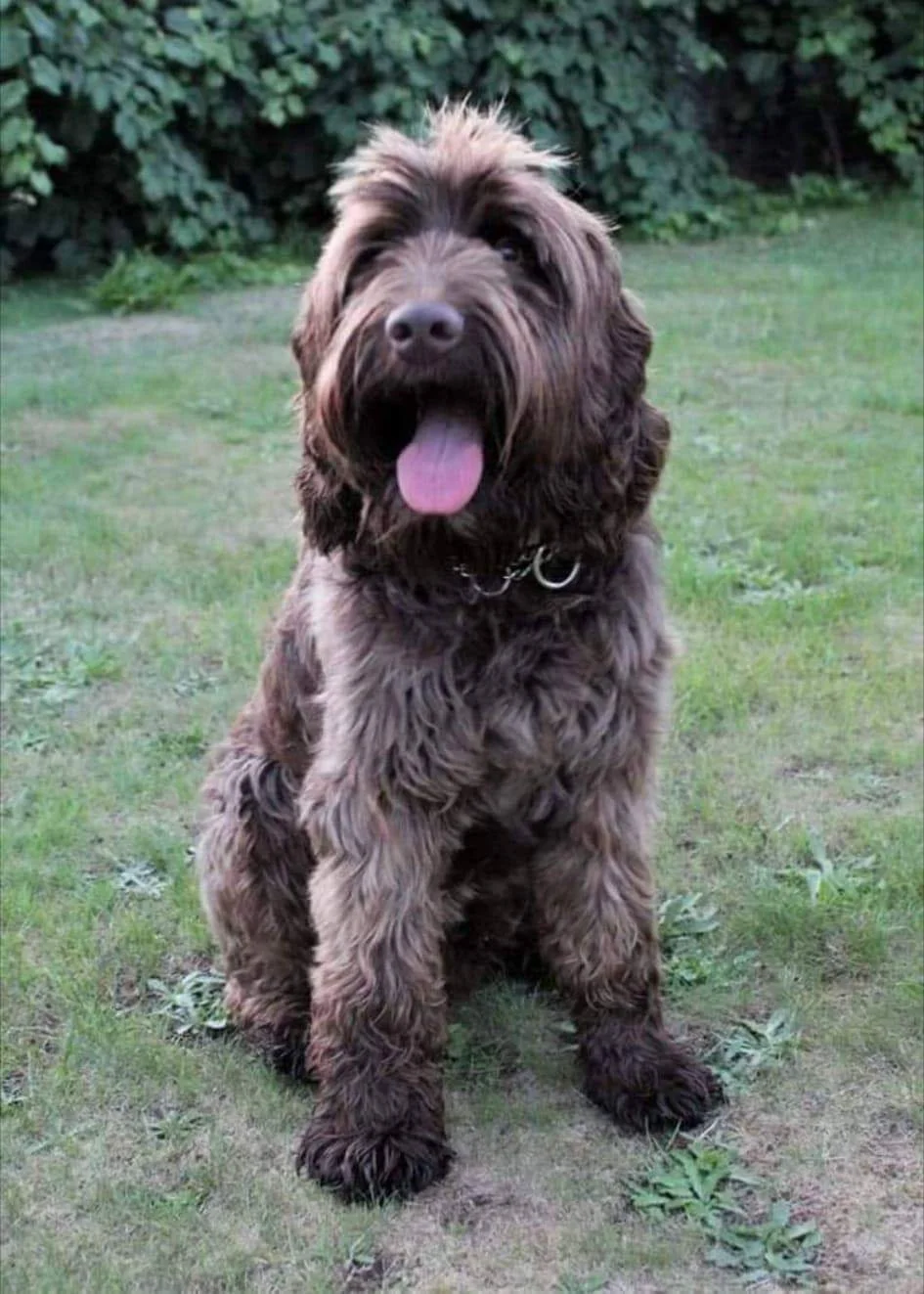 RETIRED LABRADOODLELAND ROLLO labradoodle.jpeg
