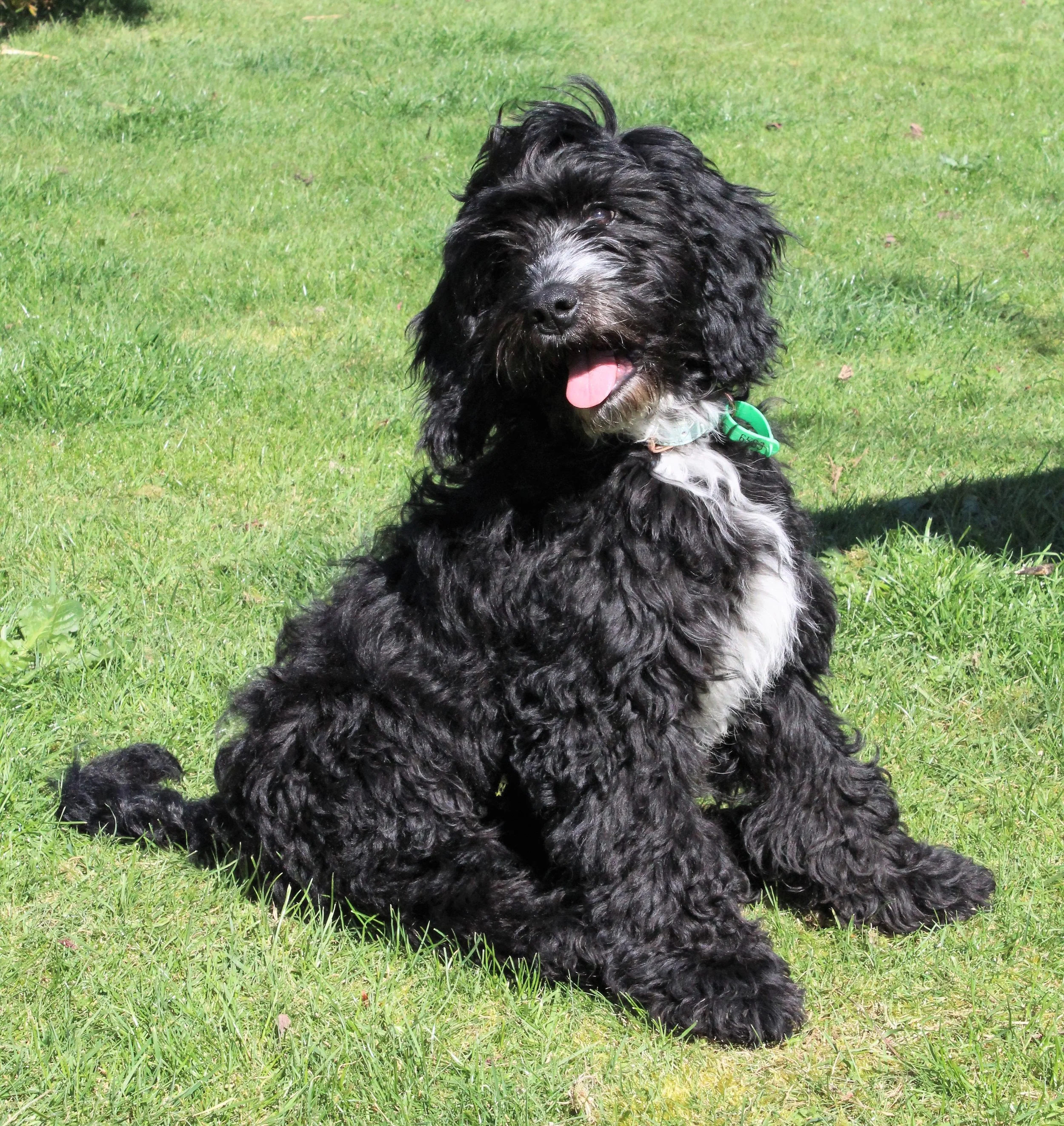 RETIRED TOBY spoodle.JPG