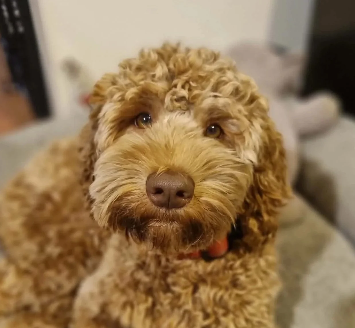 Our Breeding Dogs — Southern Star Spoodles & Labradoodles
