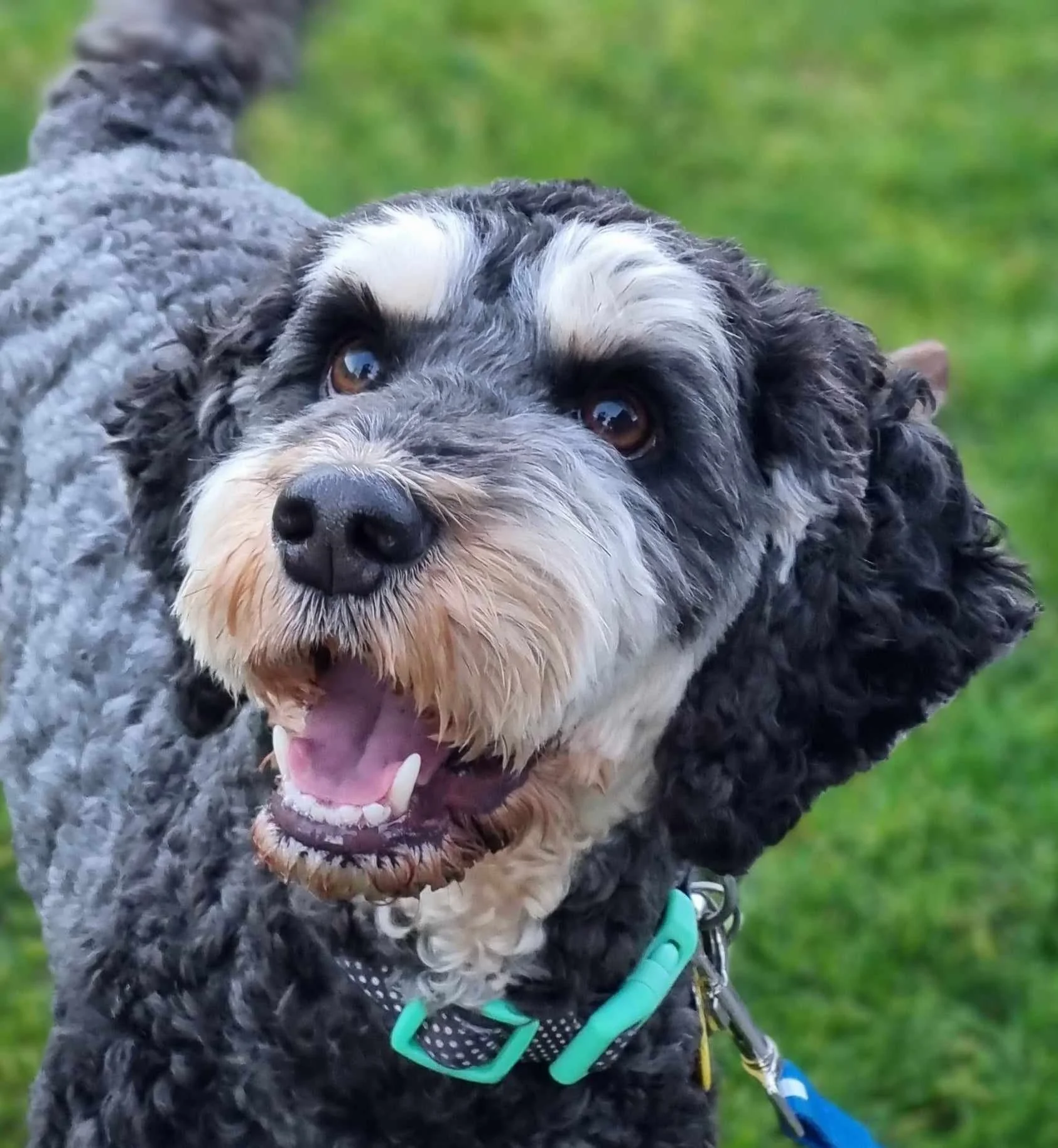 Our Breeding Dogs — Southern Star Spoodles & Labradoodles